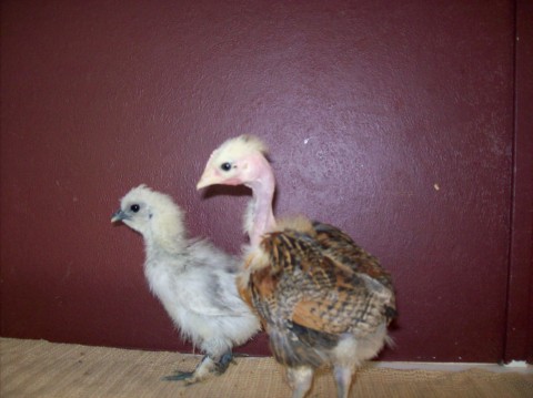 A splash silkie and my partridge TNN.