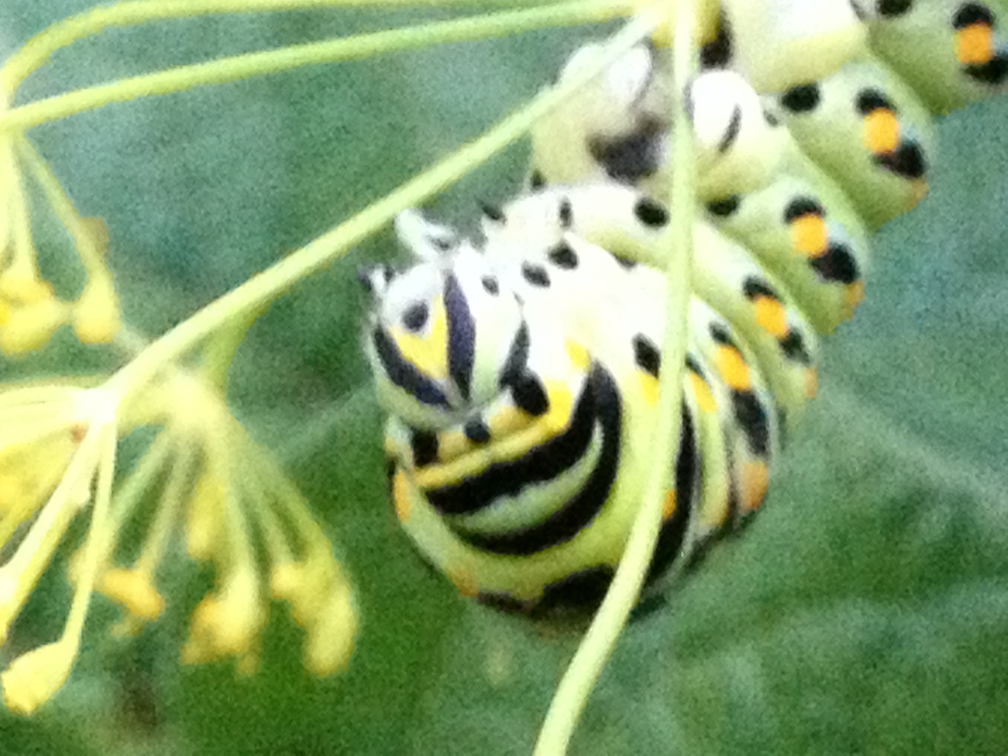 A Swallowtail butterfly larvae.