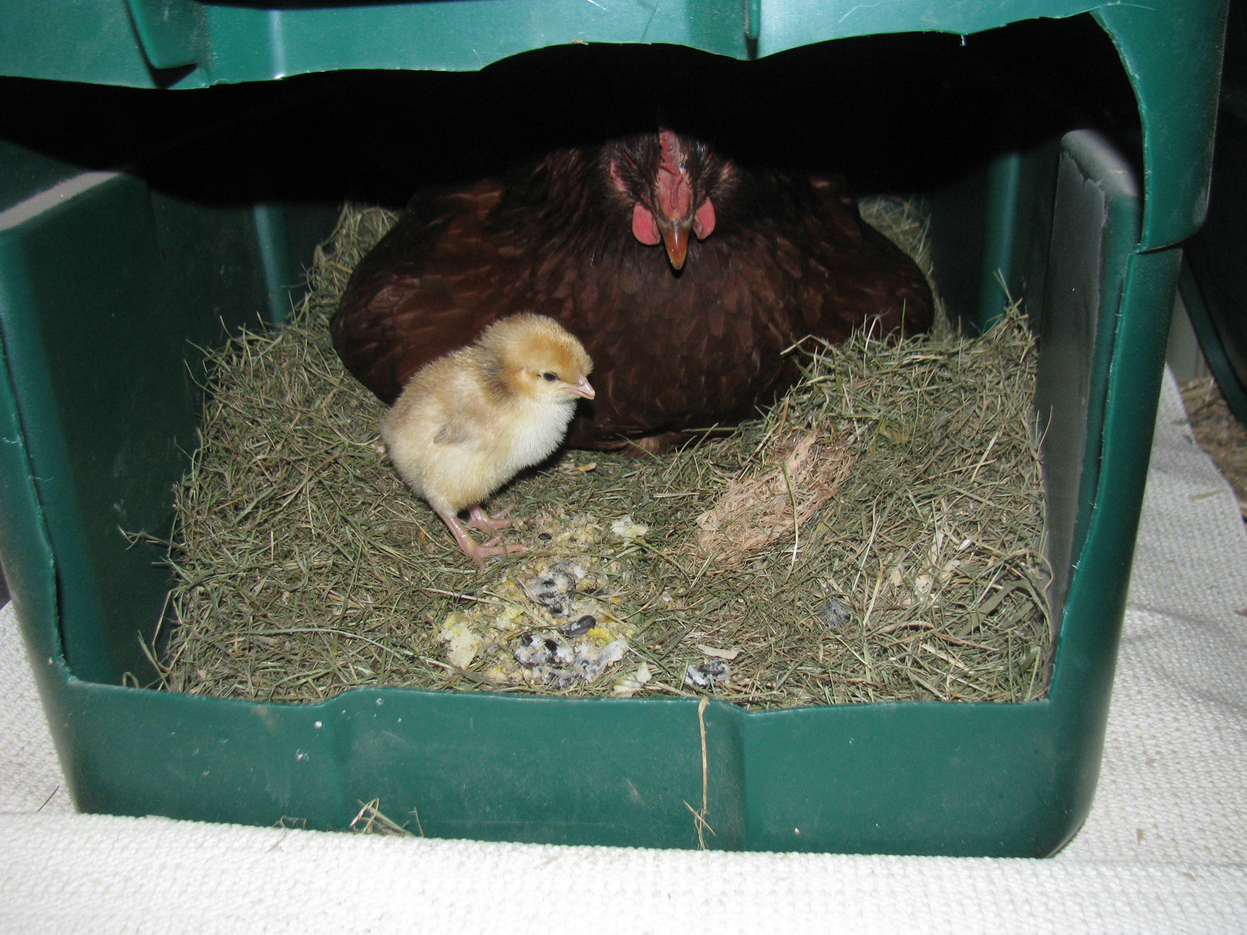 A Swedish Flower Hen
Here's  our baby that hatched.  The only one of 7 eggs!
I had put a little food there at the front of the nest and mom called baby out to eat some. Mom talks to baby and says different things...a call for dinner, a call for "get under here" and many others!