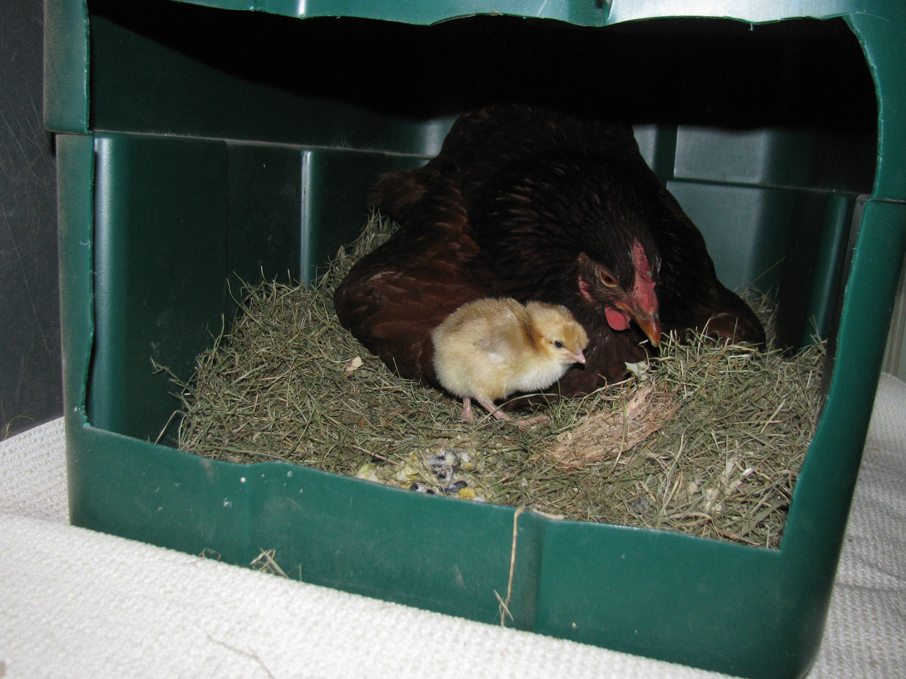 A Swedish Flower Hen
I had put a little food there at the front of the nest and mom called baby out to eat some. Mom talks to baby and says different things...a call for dinner, a call for "get under here" and many others!