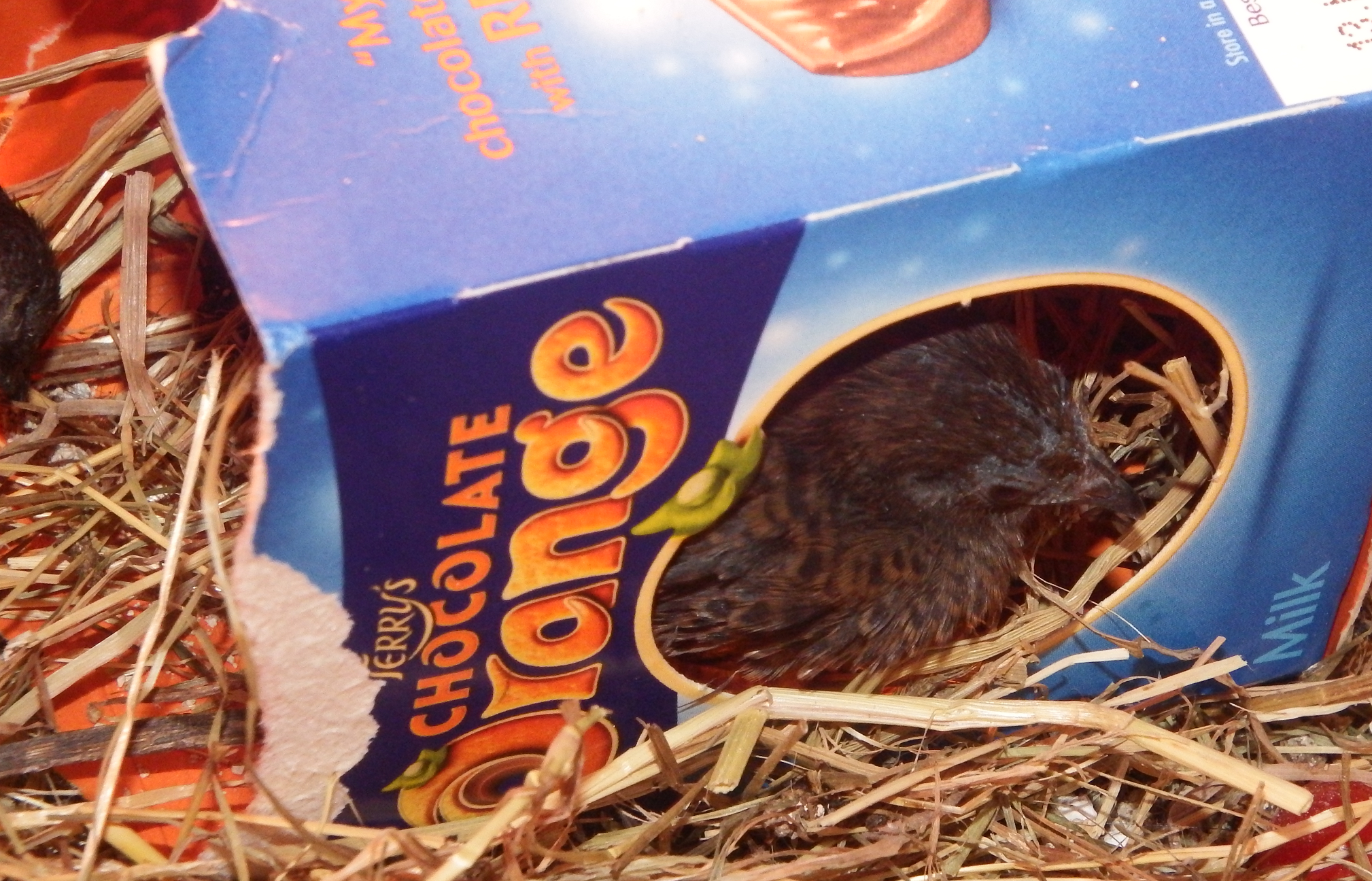 A Terry's Chocolate Quail =P