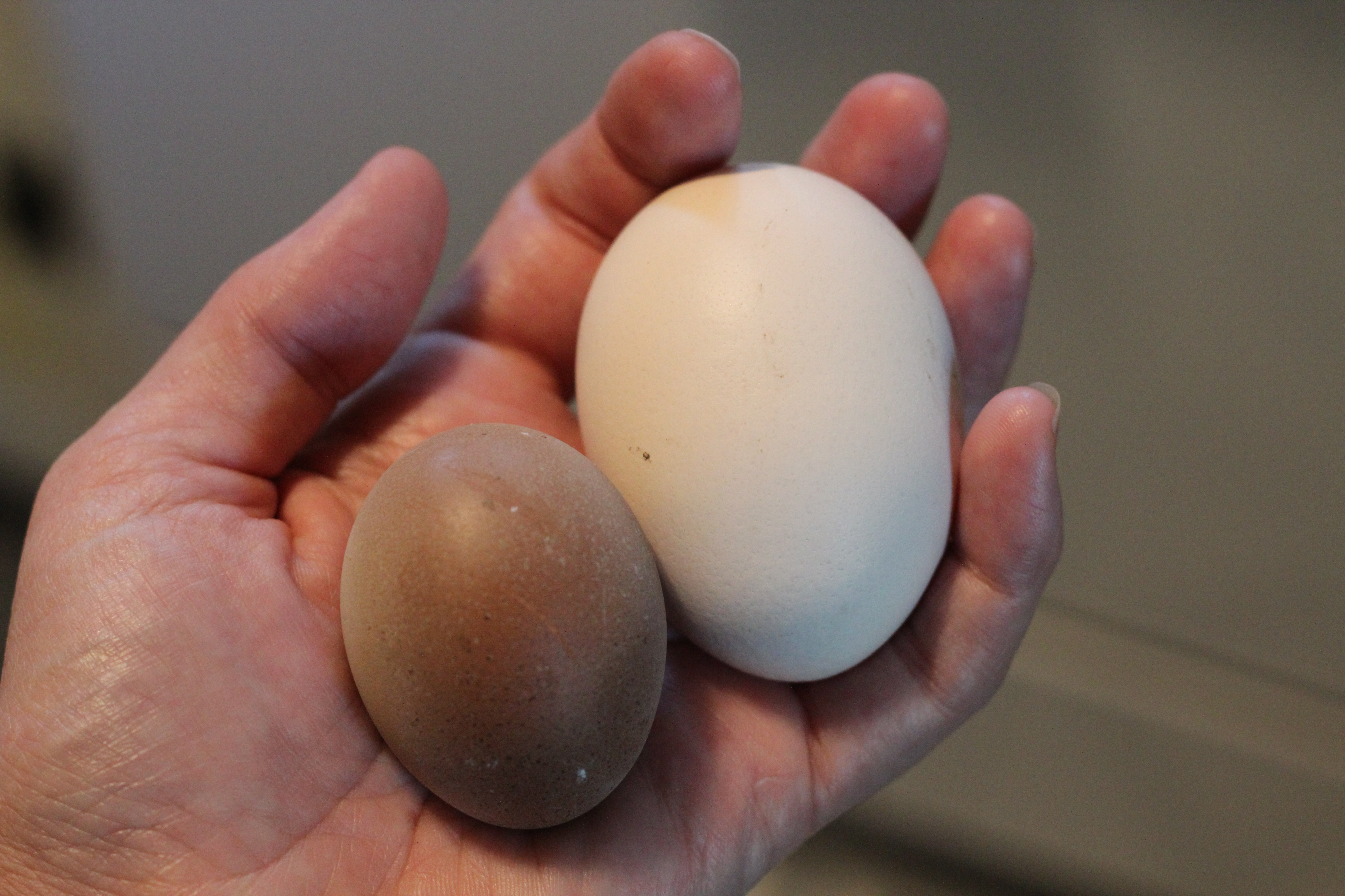 A Tetra Tint double-yolker (right) in contrast with a small Maran egg