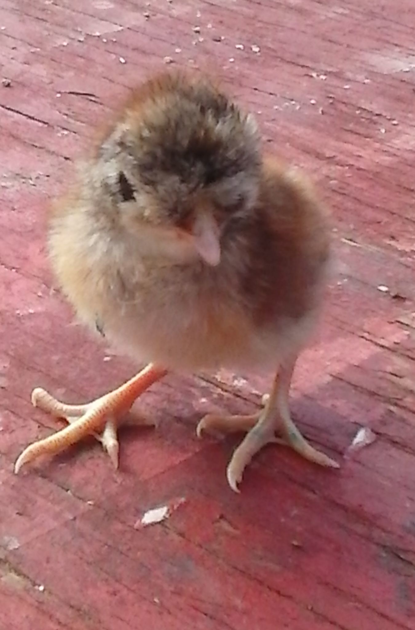 A toppy chick, with a huge poof on her head. Soooo cute!!!
