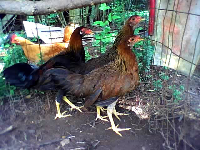 A trio of young Kraienköppe, not of best quality (the cockerel has white ears, pullets too possibly).