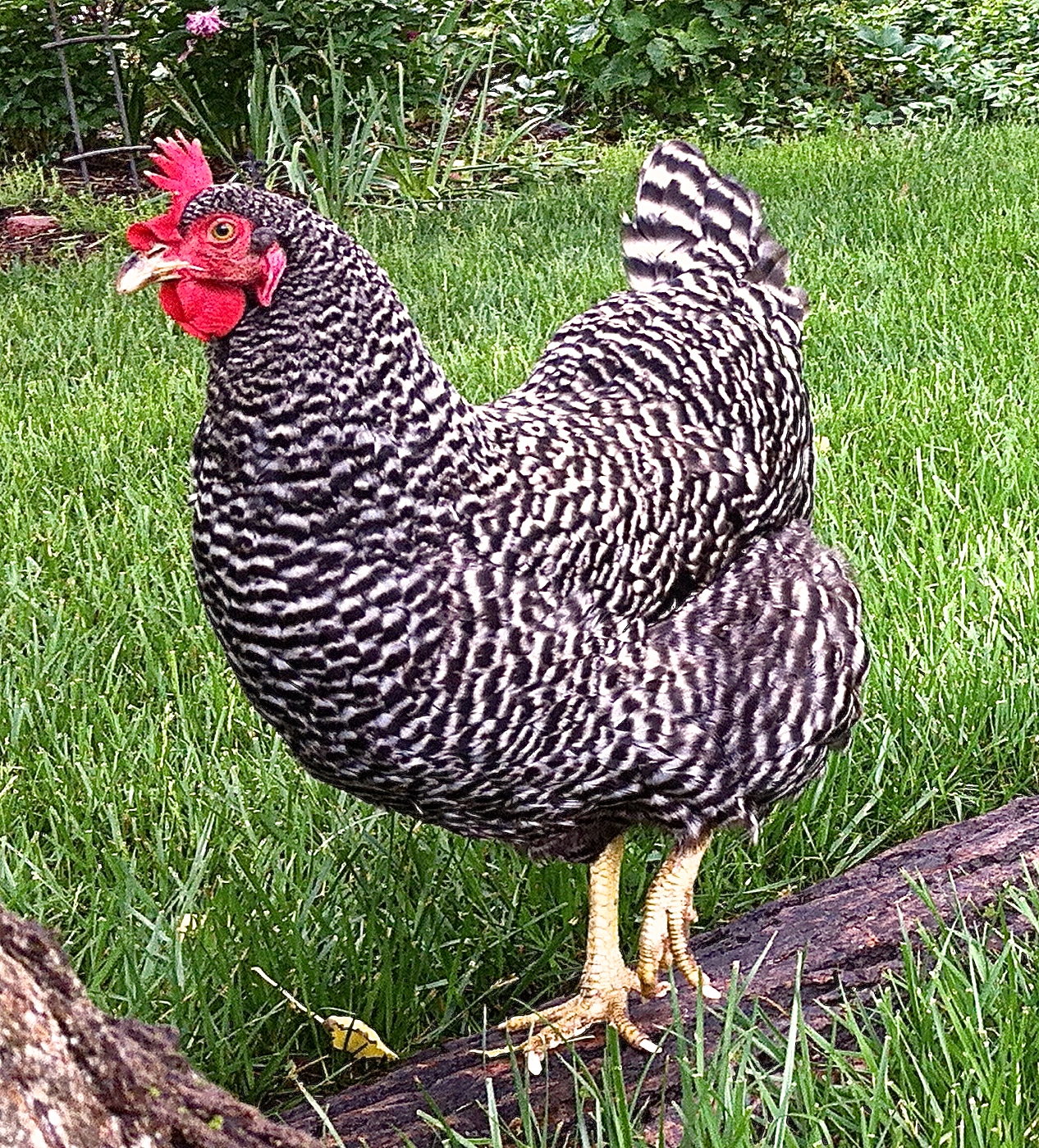 A typical barred rock, Marge is Large and In Charge! She always comes running when I call, and is always ready to dish out reprimands for the most minor of crimes. If her flockmates call her a dog, it's because she can be a real ***** sometimes.