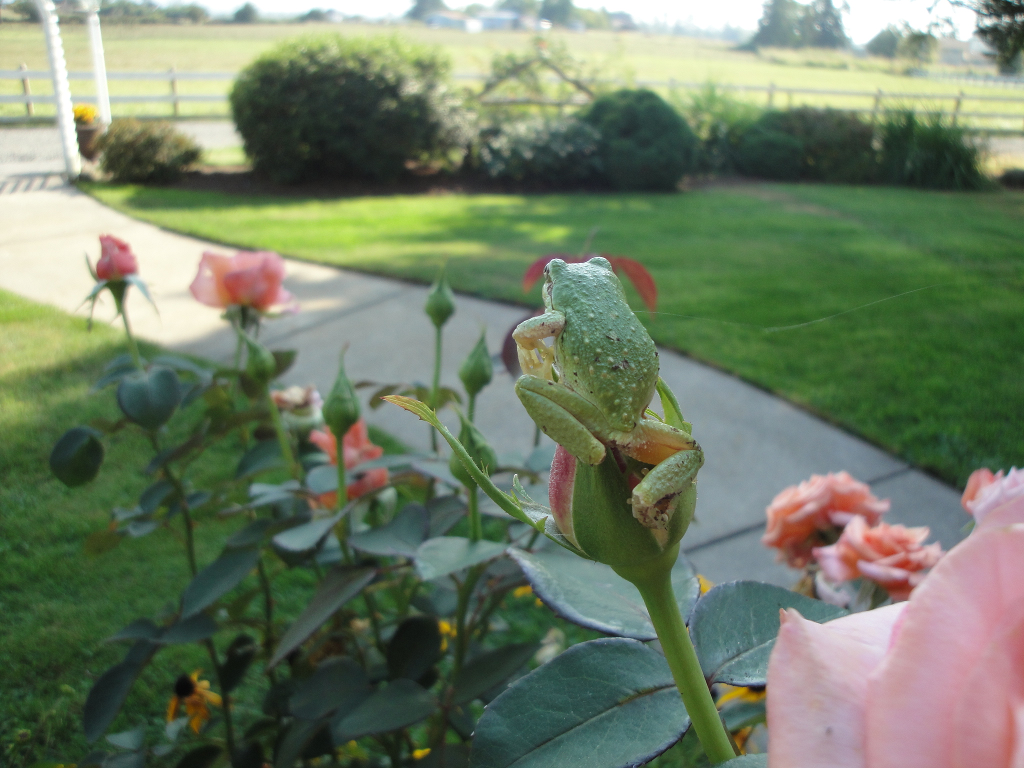 A very cooperating frog