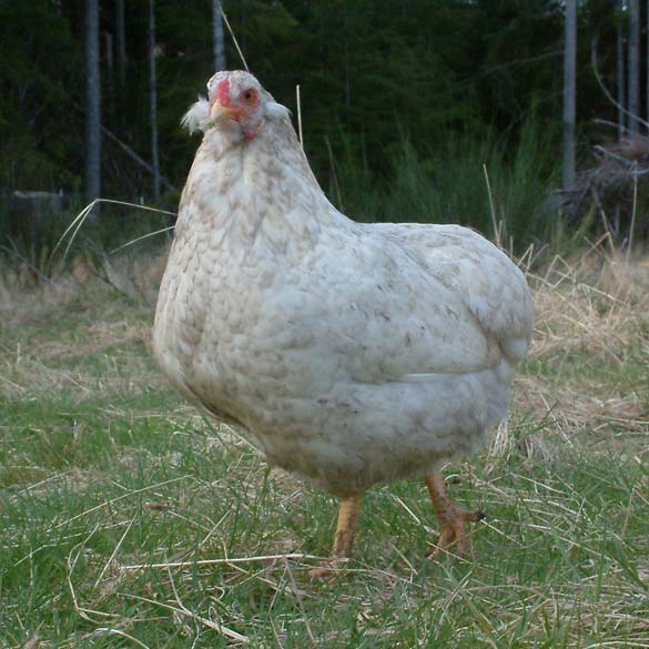 a very nice Araucana hen, splash cuckoo in color