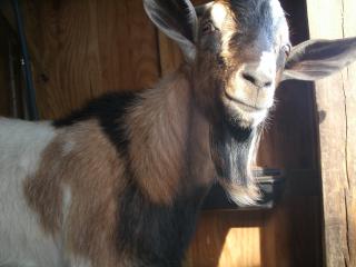 A very sweet buck.