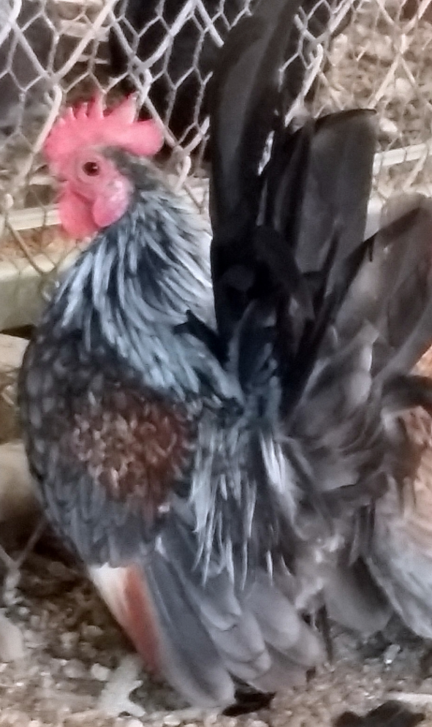 A very very very nice first year roo, tiny and his color is wow...as you can see...
