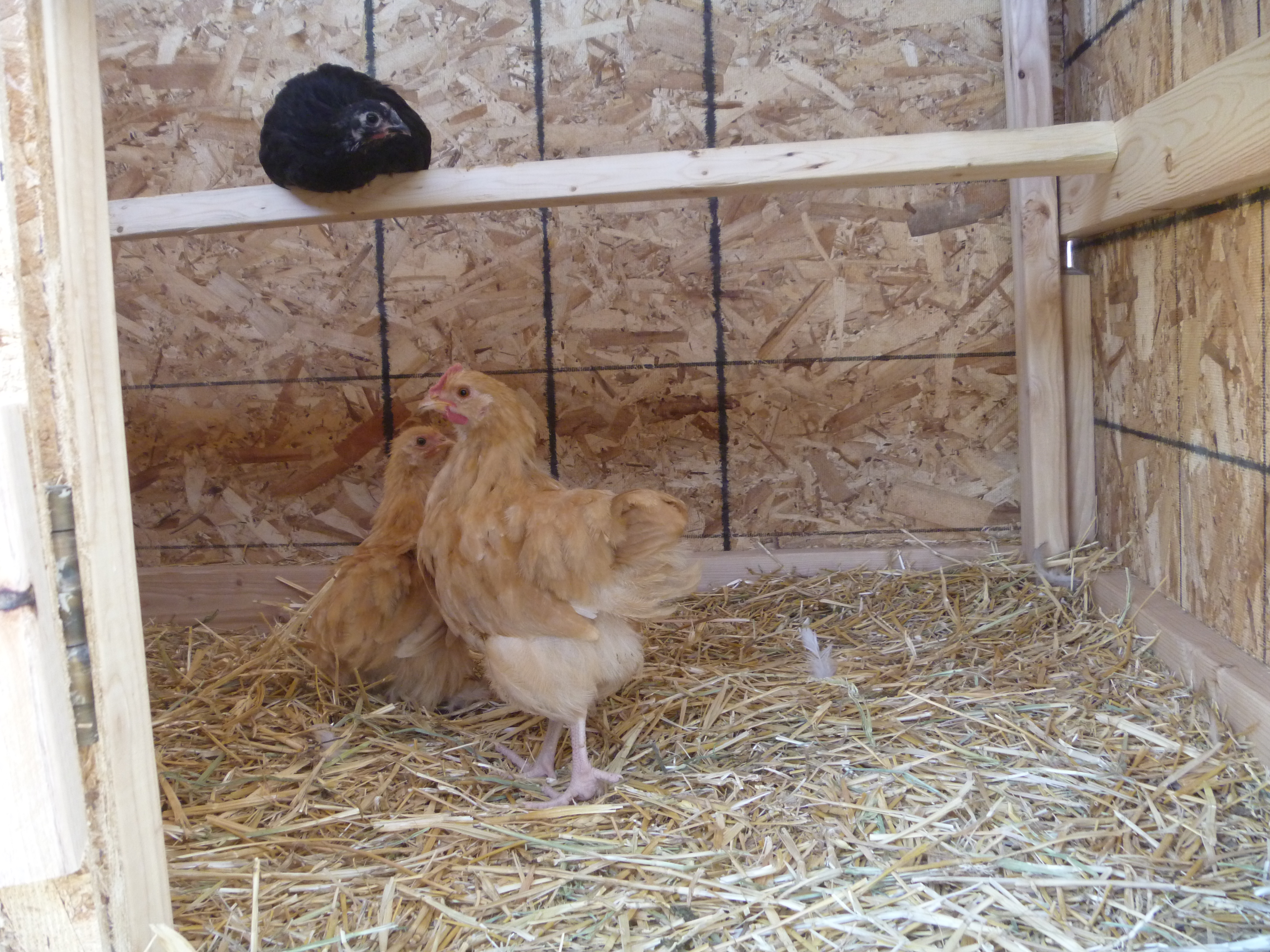 A view inside with the roosting bar.