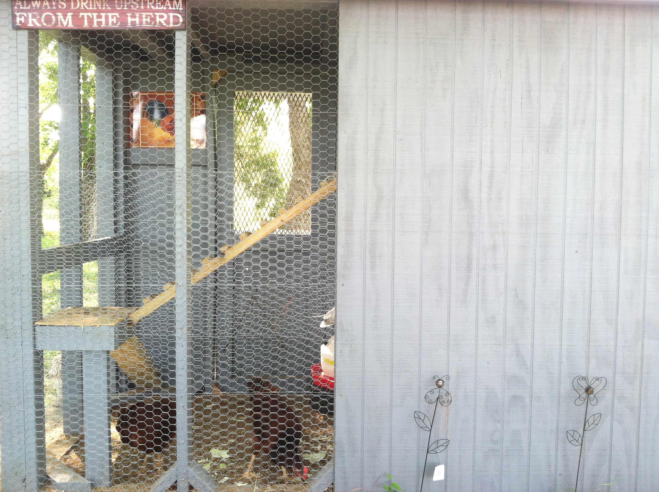 A view of back side of coop