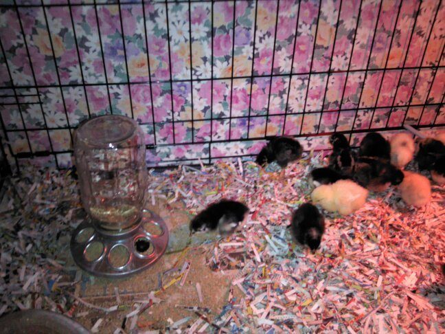A view of the feeder, placed away from the brooder lamp in the kennel.