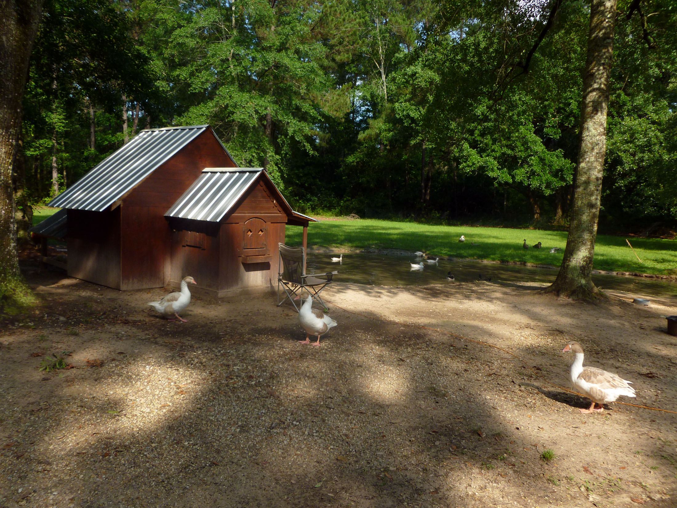 A view of the other side. My original pair of gees have claimed the smaller house as theirs and the ducks share the larger section.