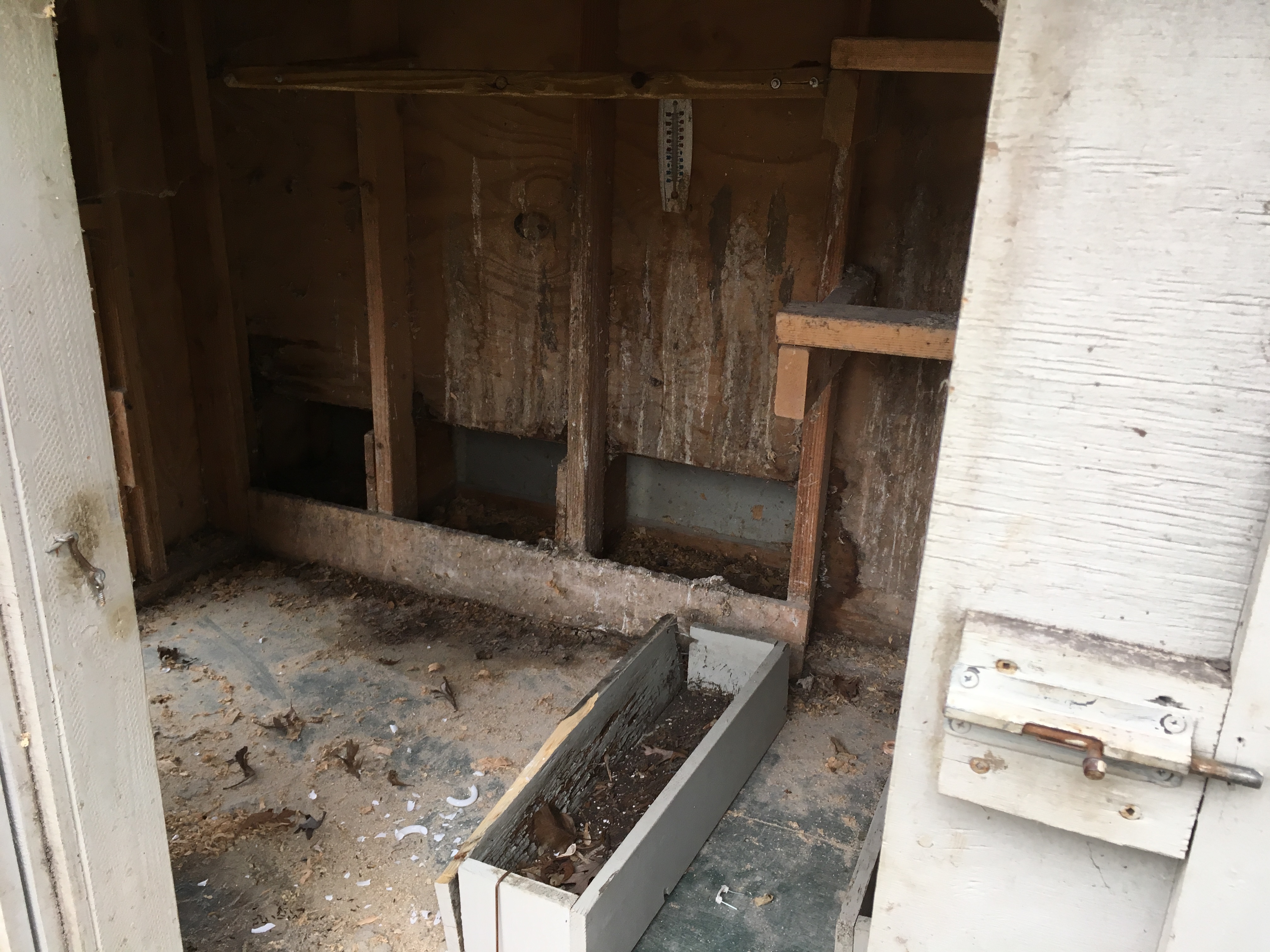 A view of the three nest boxes. Coop needs major cleaning.  Still has old poop in it and lots of cobwebs. Eeww!