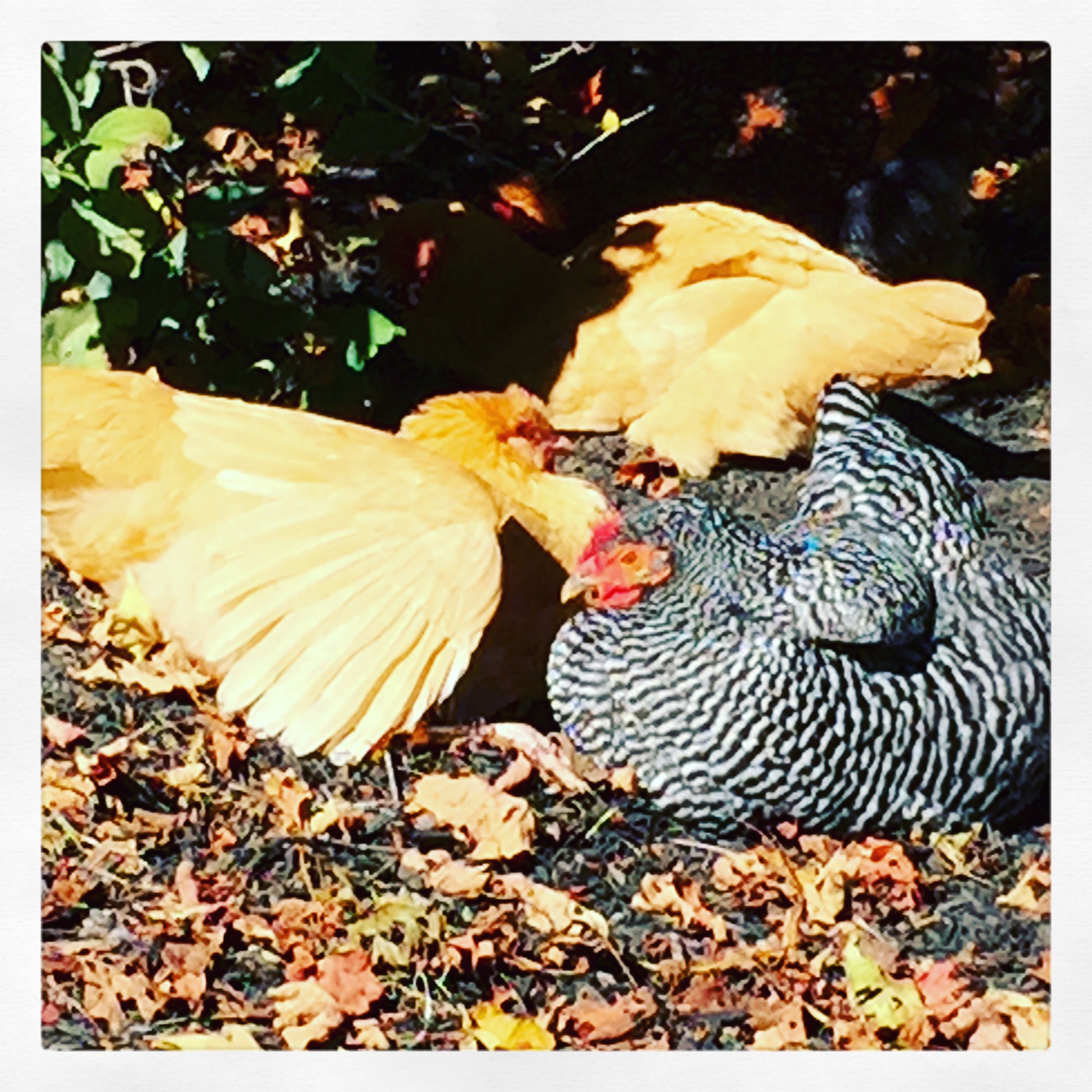A warm day= happy chooks
