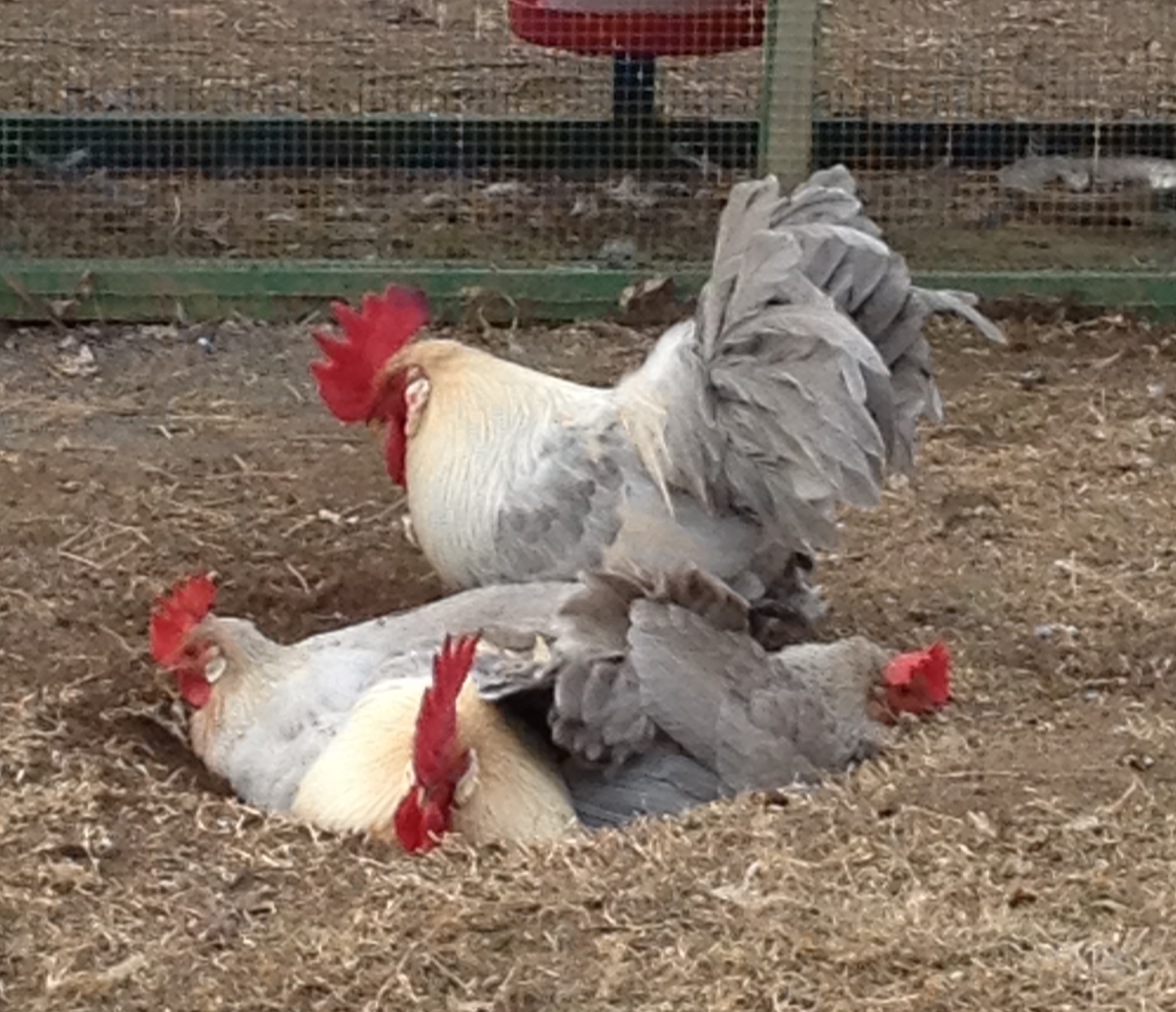 A warm December day for a communal dust bath!