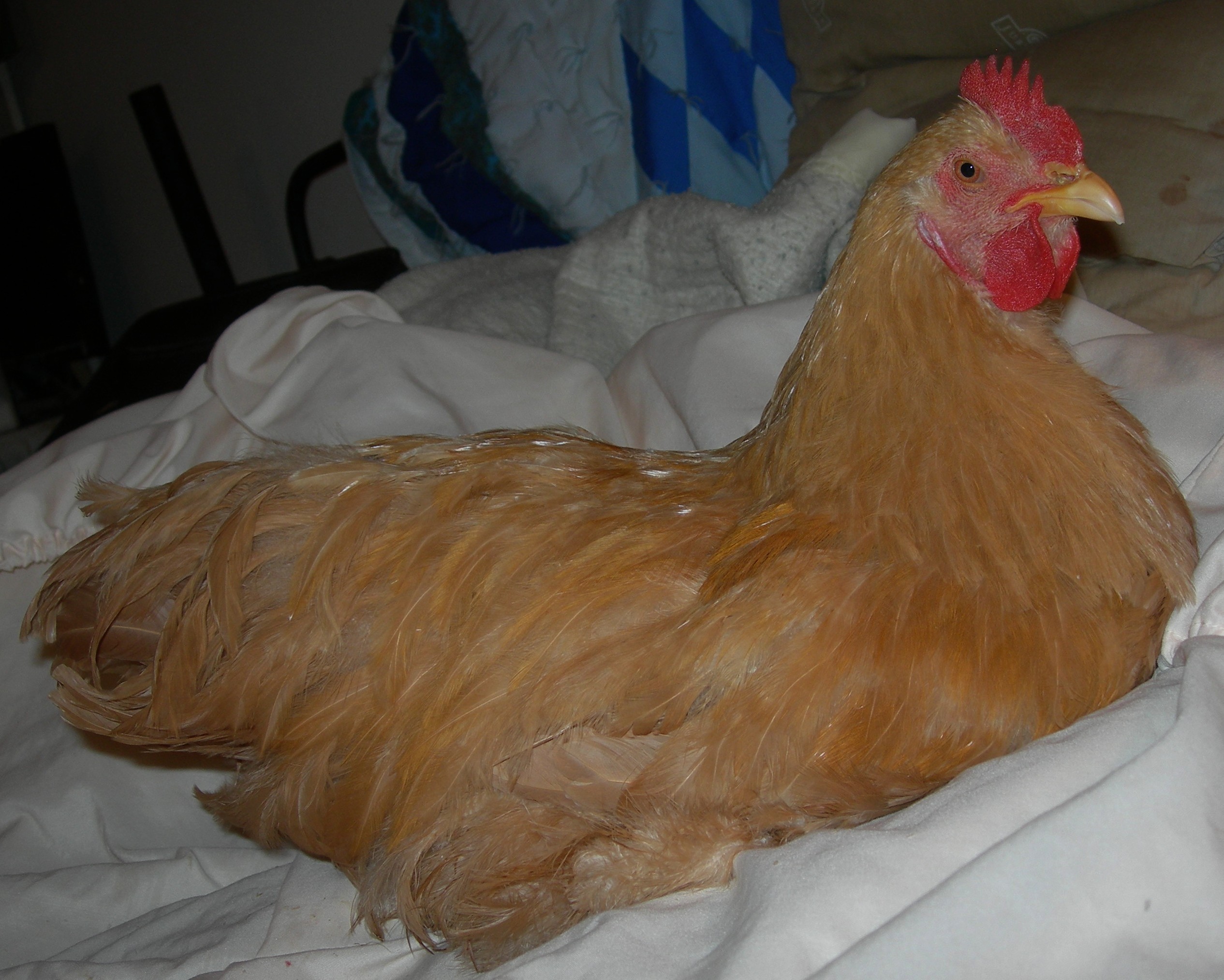 A week after rescue Sonny is starting to look well, anemia is gone and he has lost some toenails to frostbite, but it coming along nicely