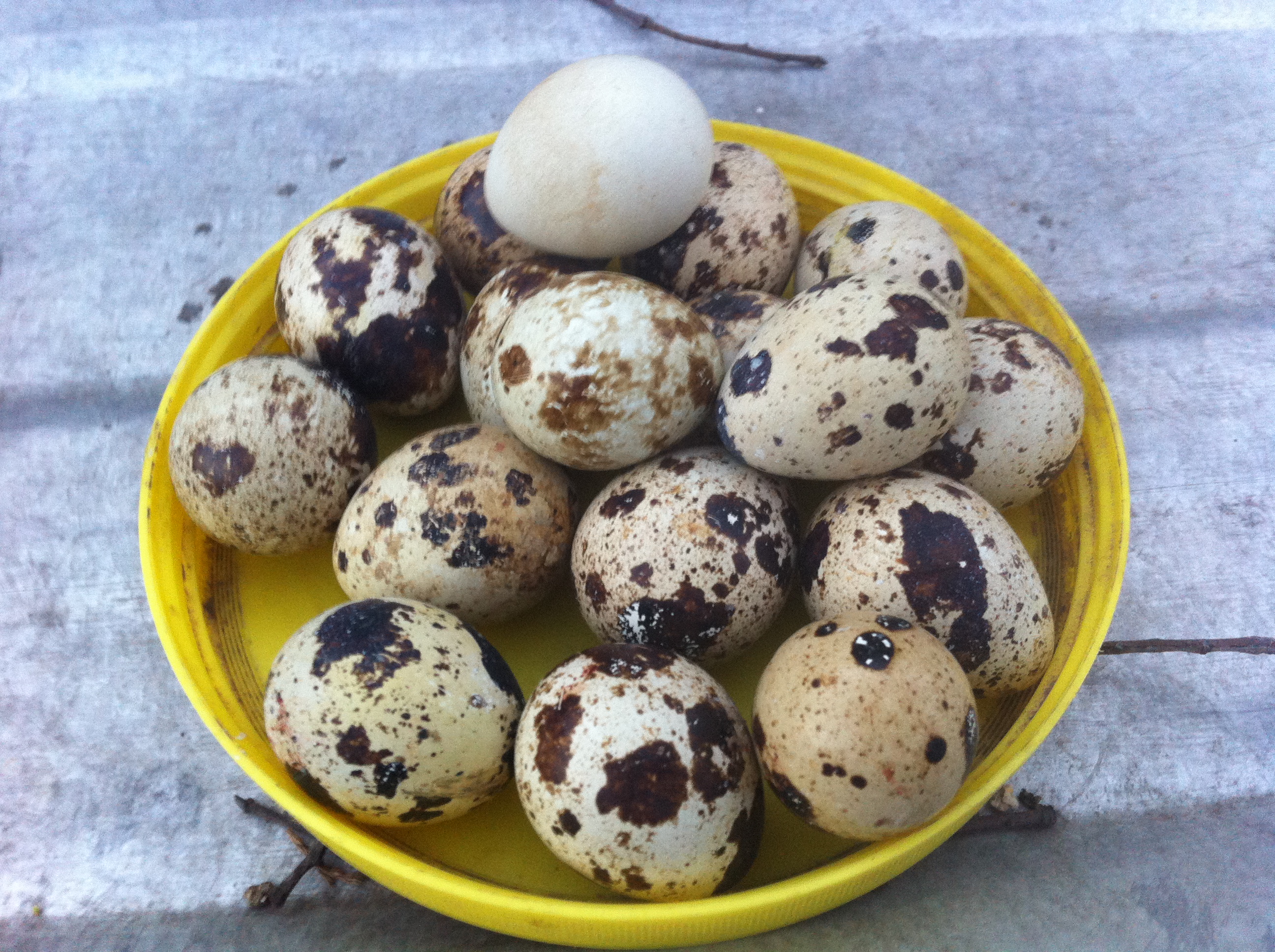 A white coturnix quail egg