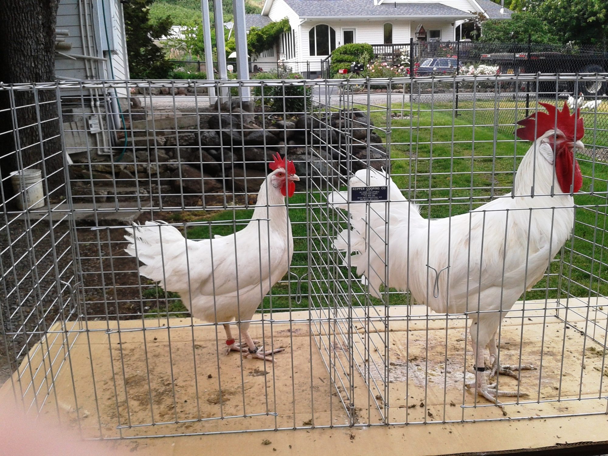 A White Minorca cock and hen from 2012 hatch. Mike Omeg