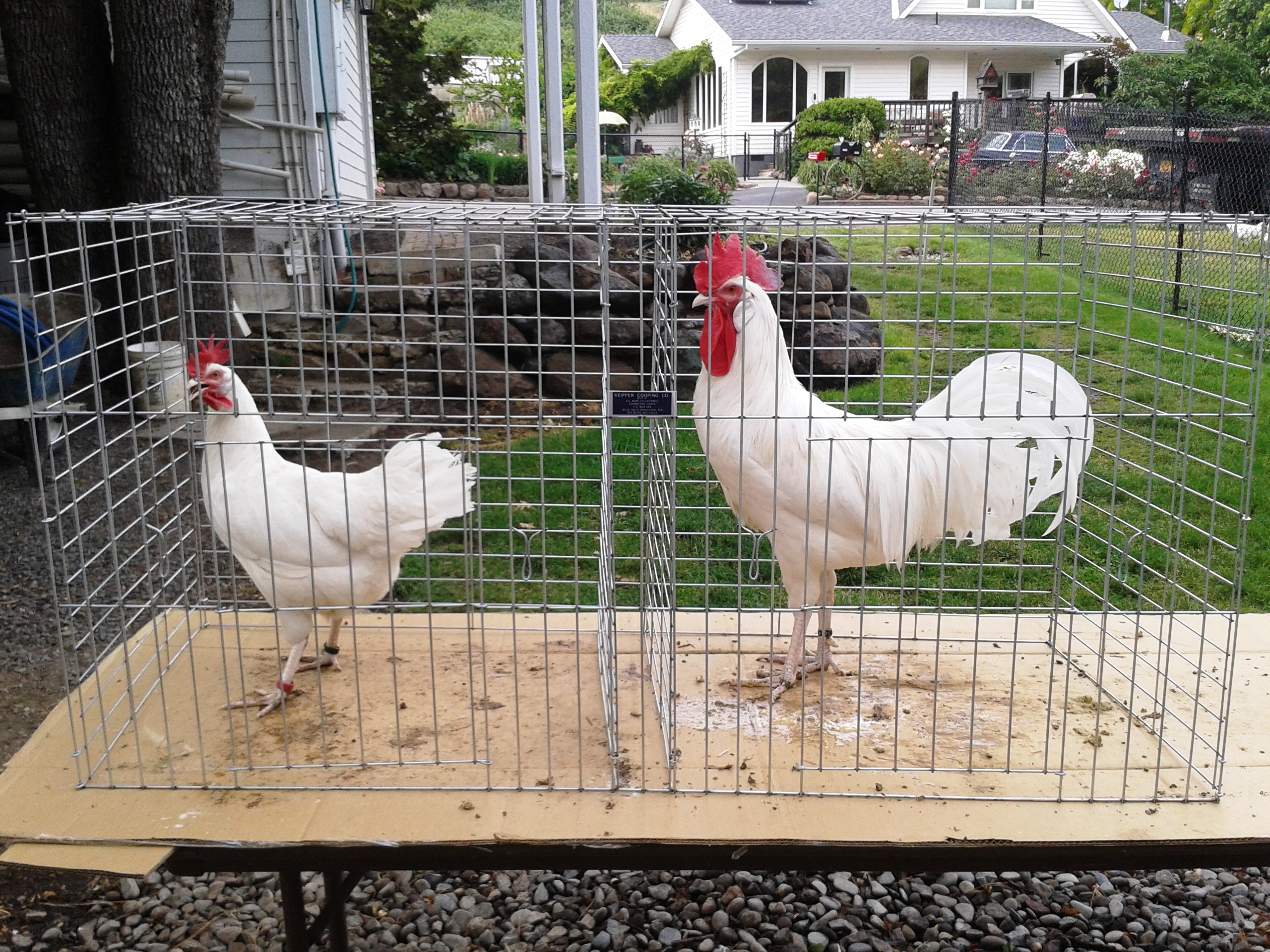 A White Minorca cock and hen from 2012 hatch. Mike Omeg