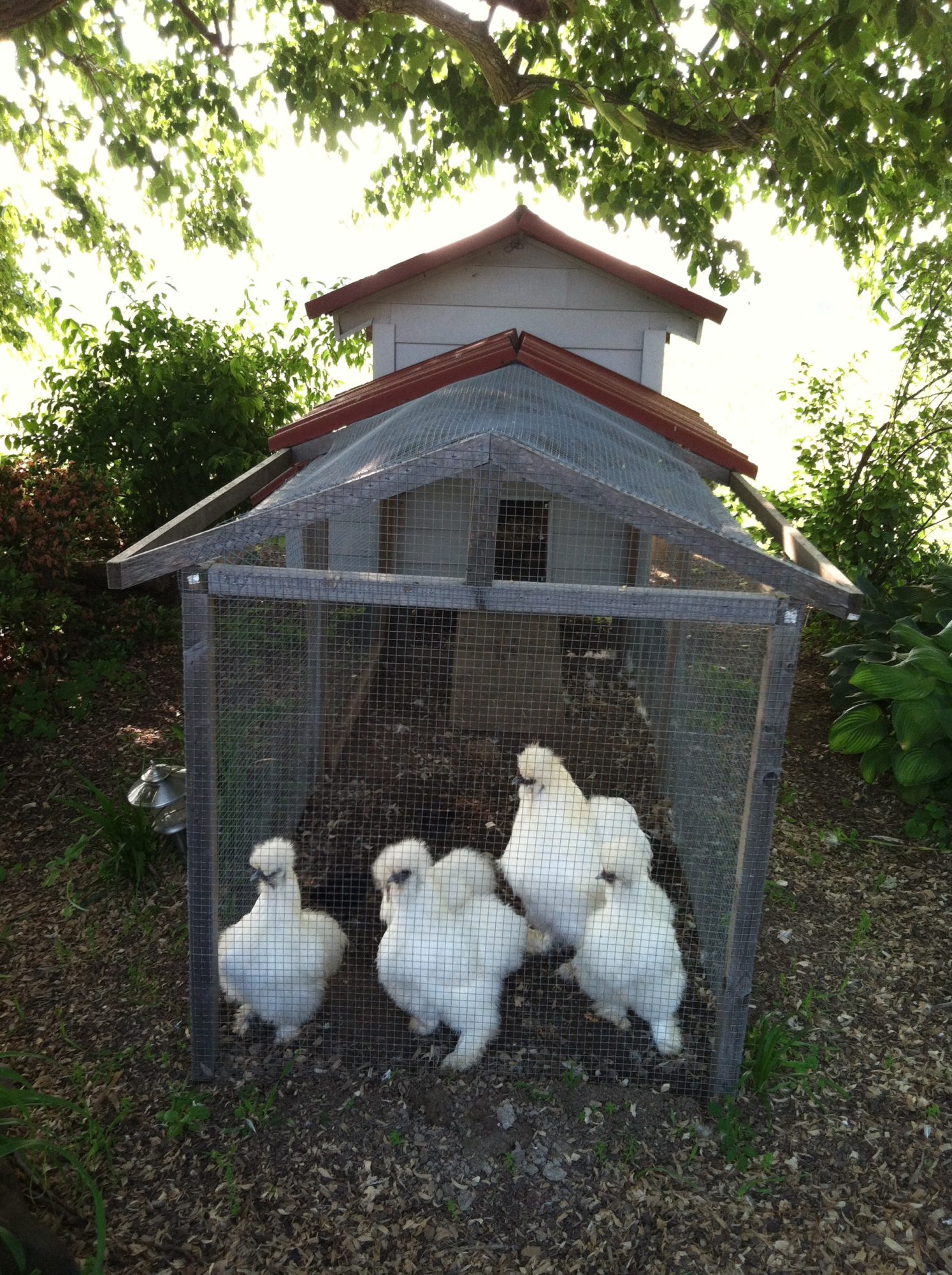 A White Roo and his girls.