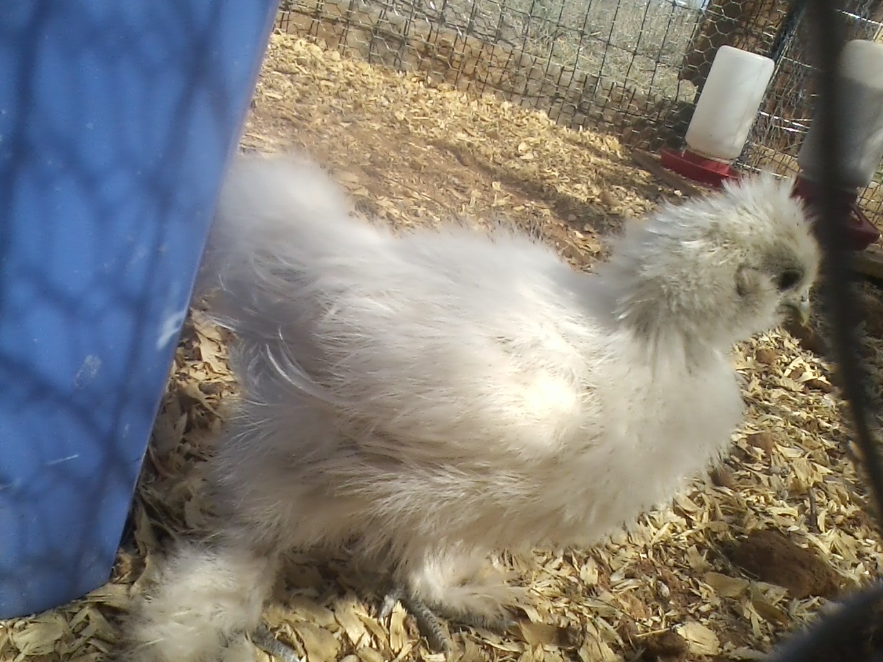 A white silkie named Mirabella, a pekin/bantam cochin named Esmerelda, and a white crested blue polish named Lorka. The speckeled sussex's were named arabella and beatrix.