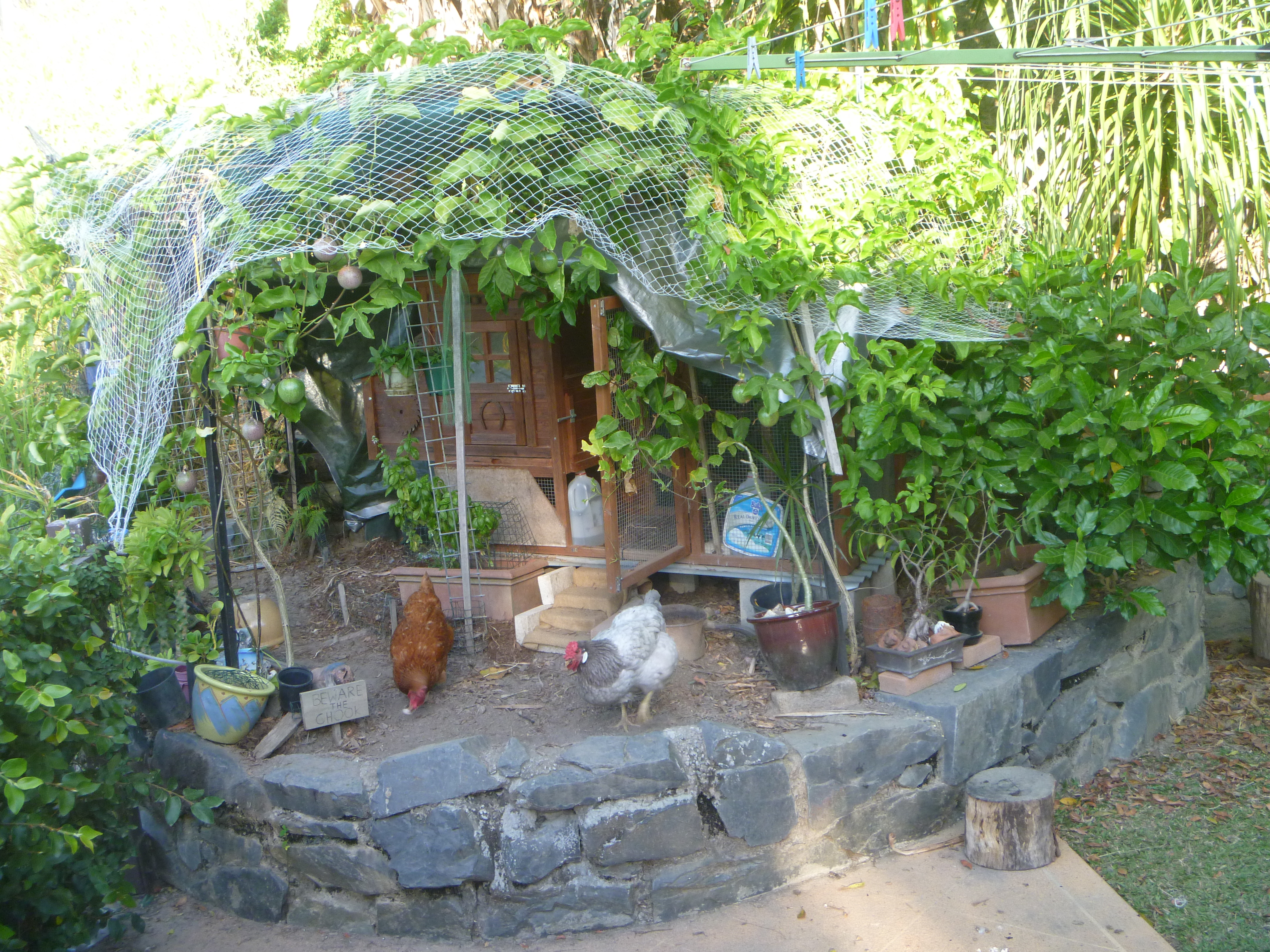 A year and a half later, the vines have made a cover and I coverd the coops roof with a tarp to extend it's coverage. The bird netting is to keep the bloody Cockatoos away from the passion-fruits.