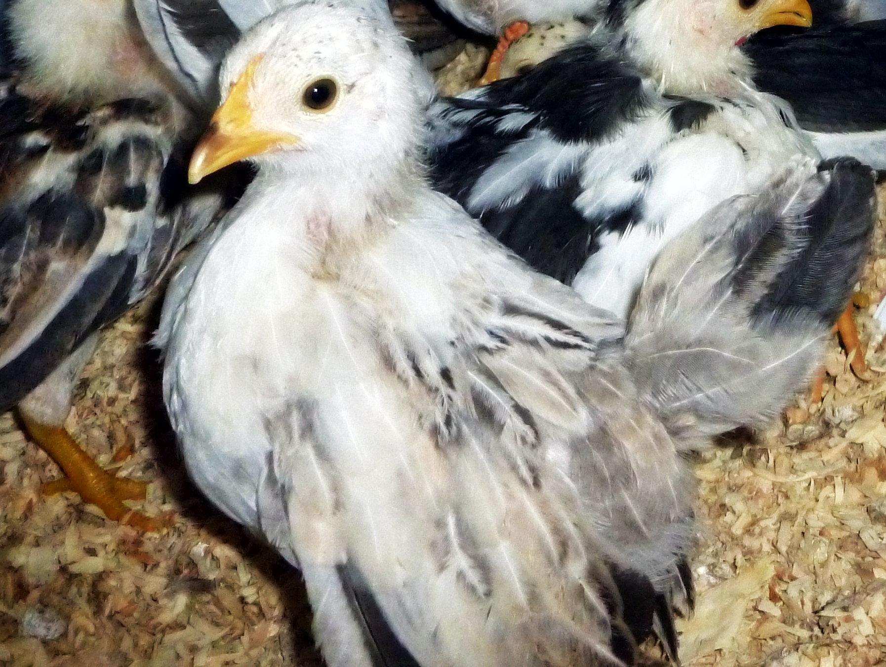 A young 2013 pullet, long back, but nice wings...I have found it important only to let hens with very dropped wings in your breeding coop, Nice down wings on a hen are very hard to come by.