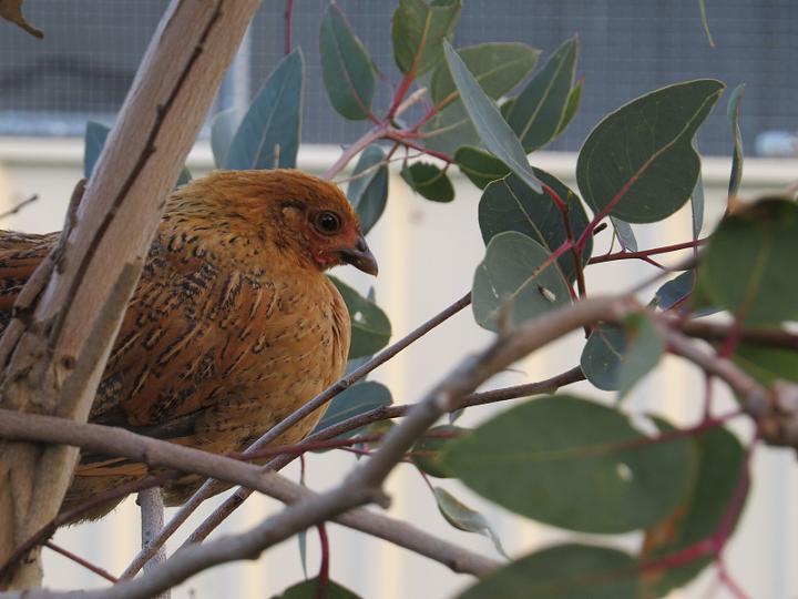 A young chicken roosting in a tree.