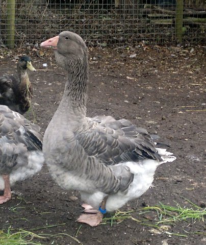 A YOUNG DEWLAP GANDER AT 16 WEEKS OLD. ALREADY VERY BIG IN SIZE.