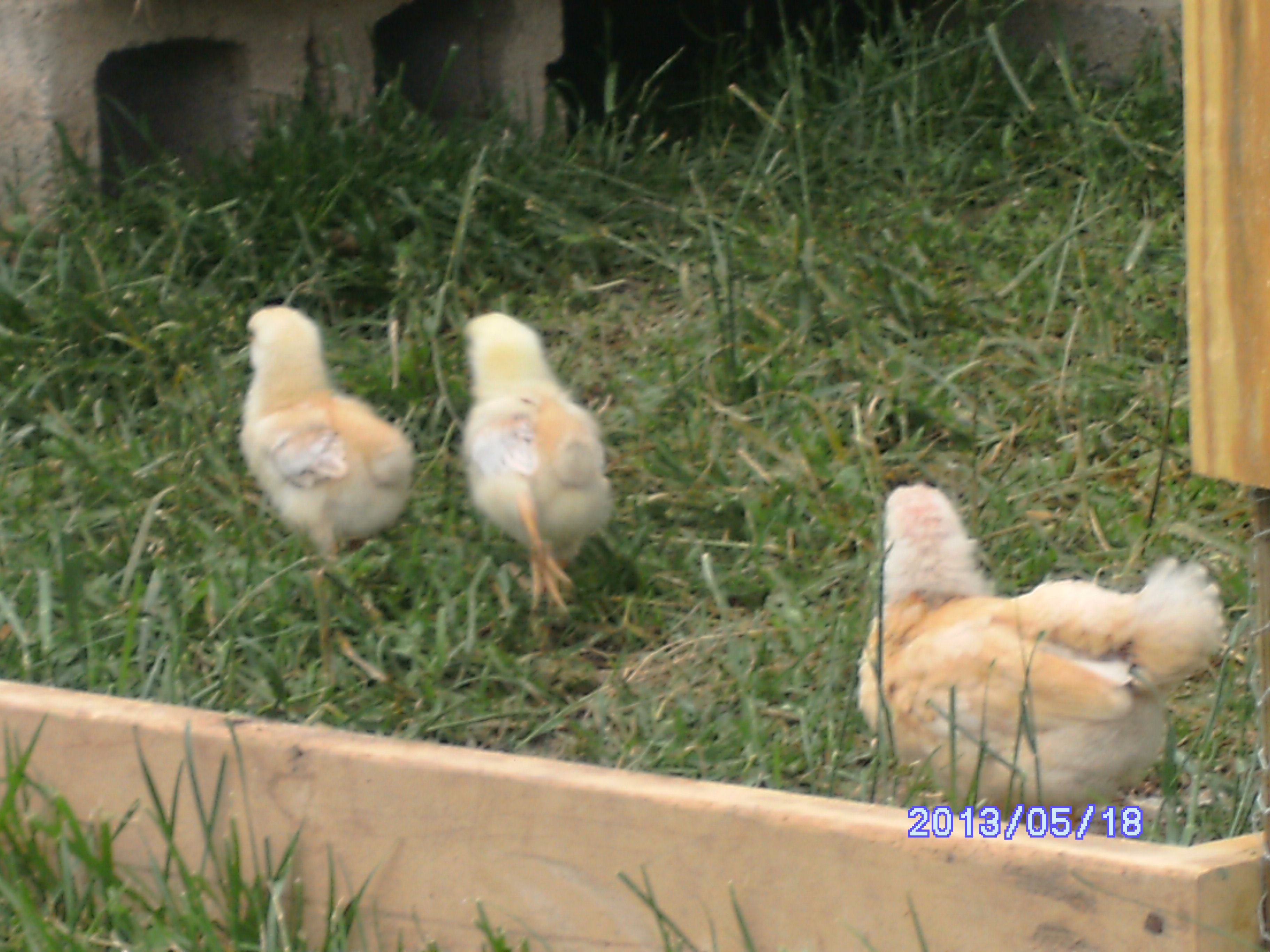 A Young Hen checking out my 2 Roo's, Cooter and Roscoe.