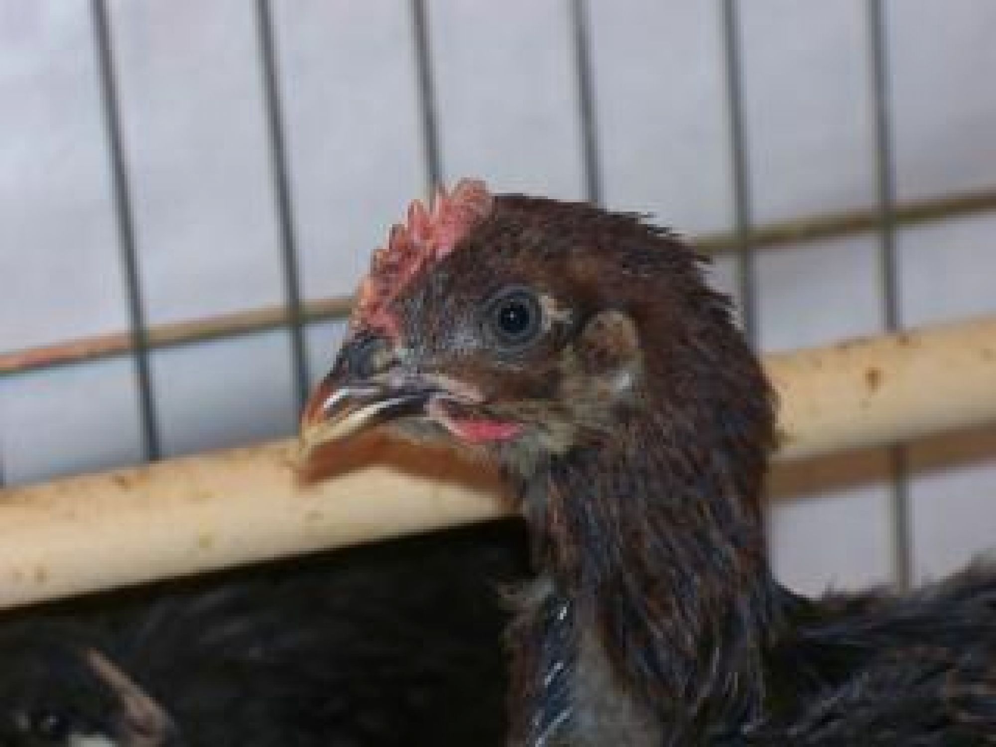 A young partridge rock rooster.