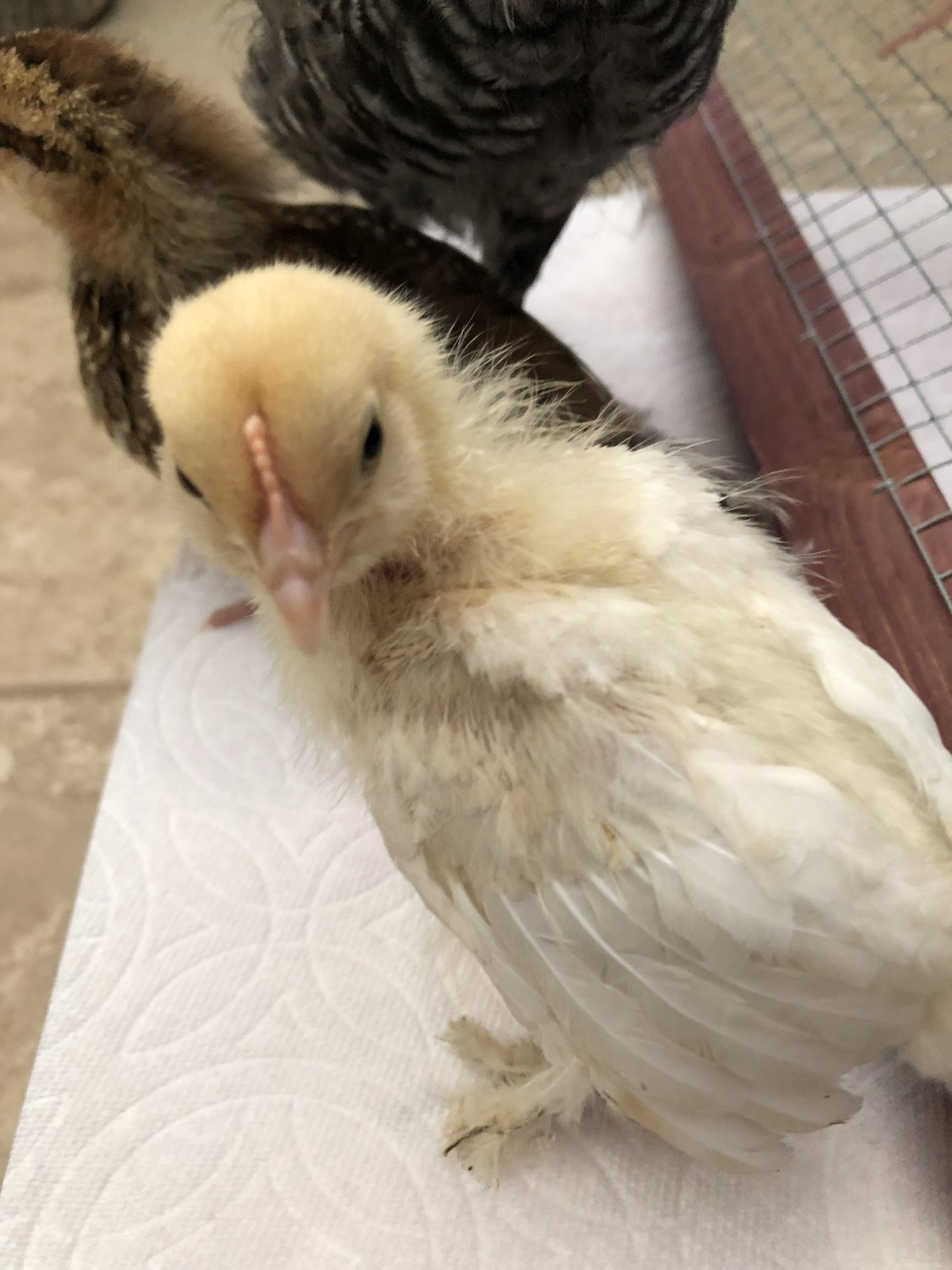 A295F203-A371-466B-A0D1-E0DBC151EE25