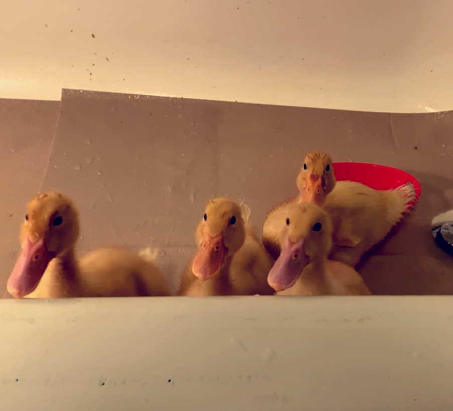 A559195E-5BD8-41A0-805B-62CAA5922CC7.jpeg