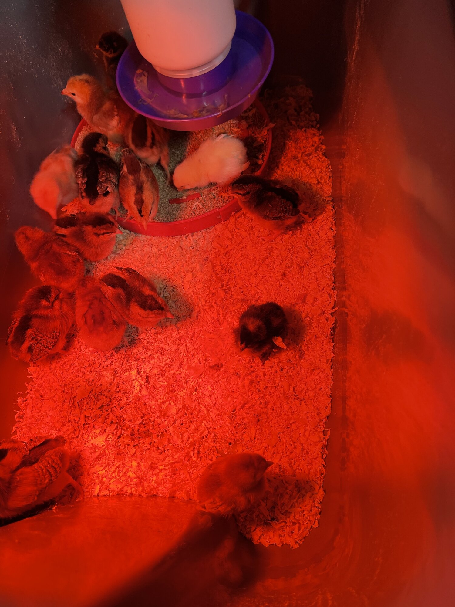 A5B05813-A1E8-4ABC-B322-D0C5971C97CC.jpeg