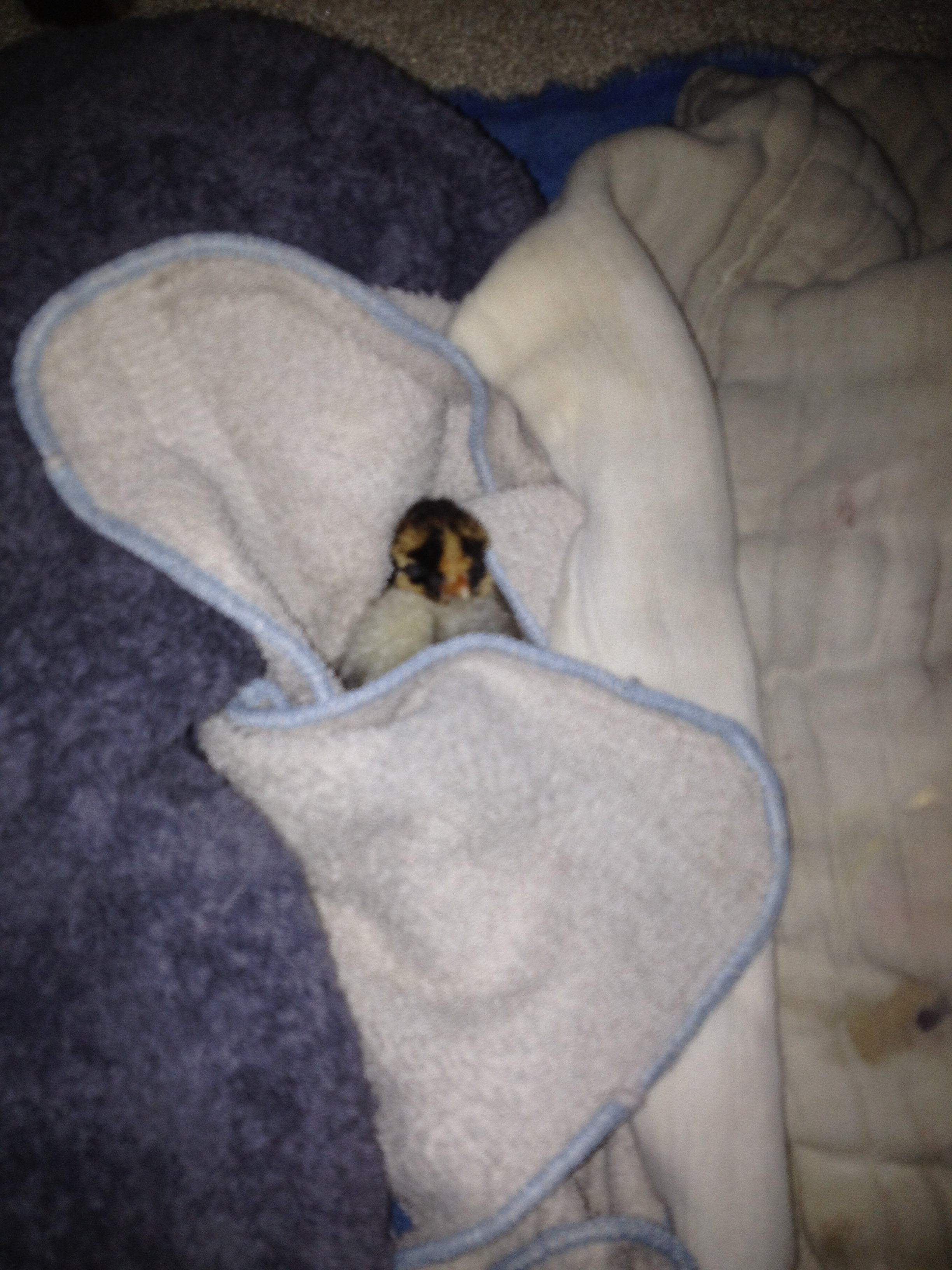 Aaaww She's sleeping on a heating pad and some wash-cloths