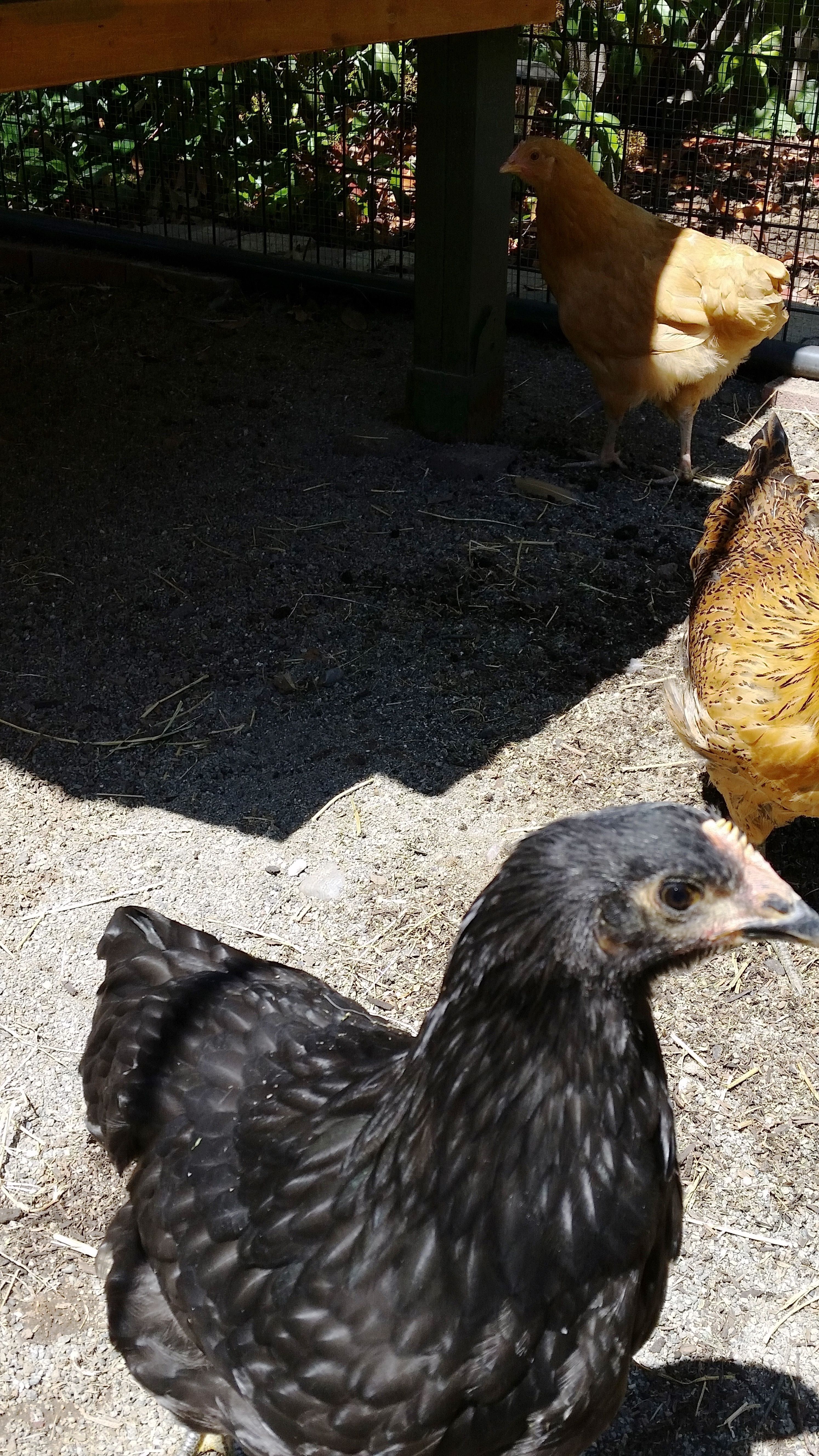 ABBY 10 weeks old (BA)