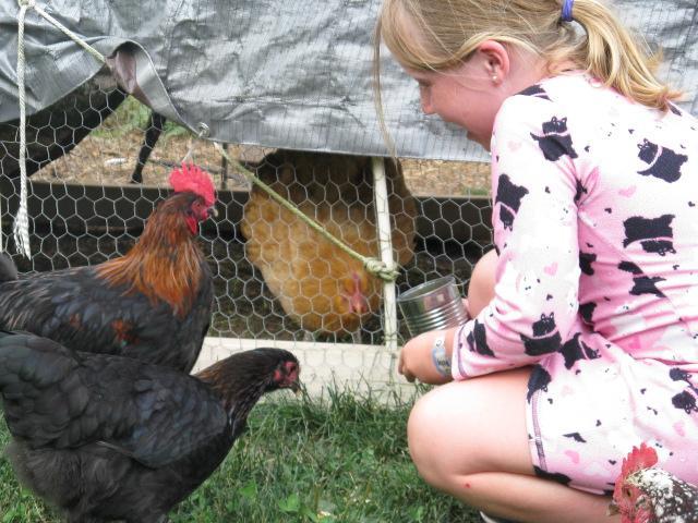 Abby and her favorite rooster Rusty