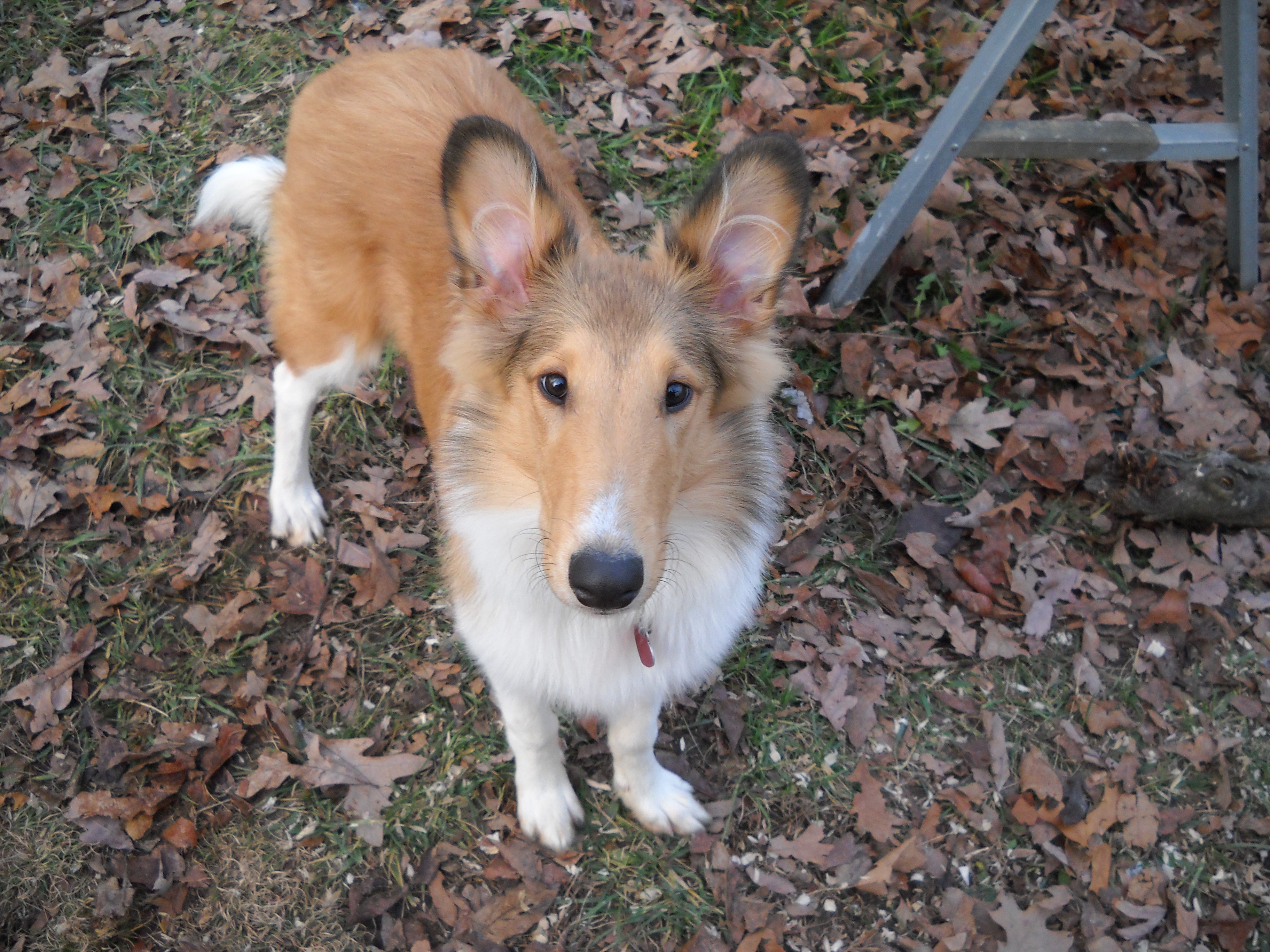 Abby the collie