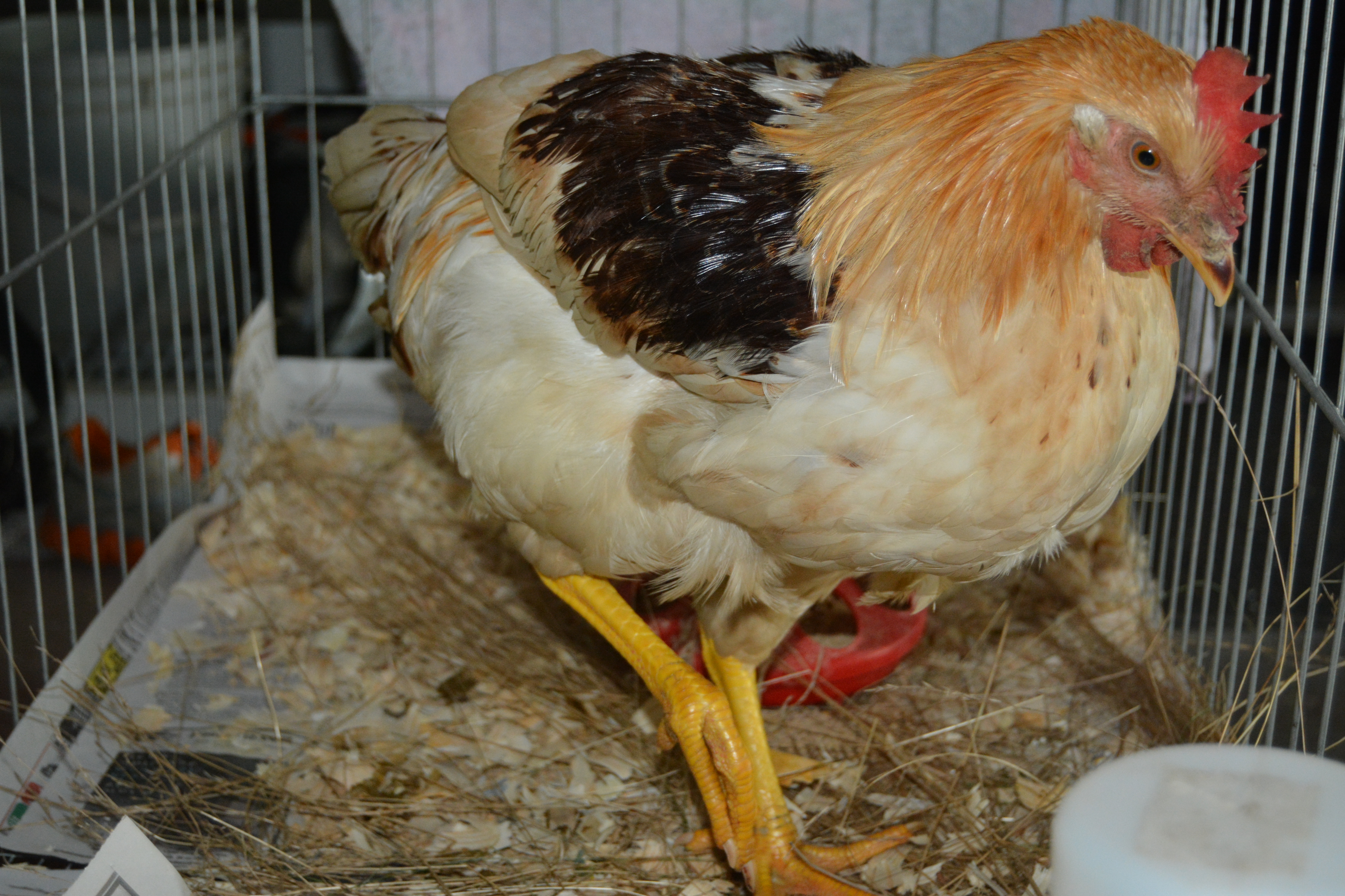 Abby, the dropped-off chicken
