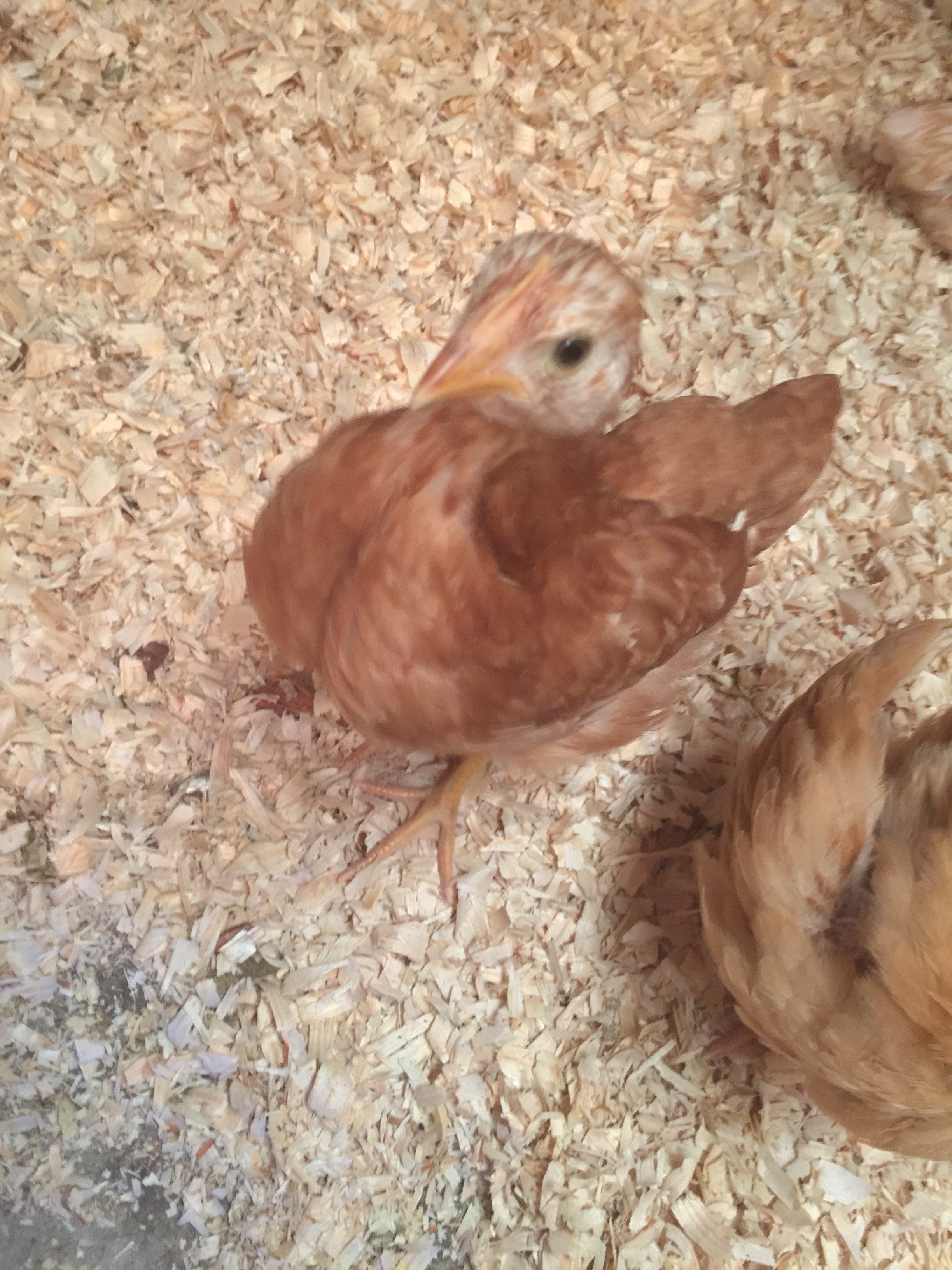 Abigail, a Golden Comet