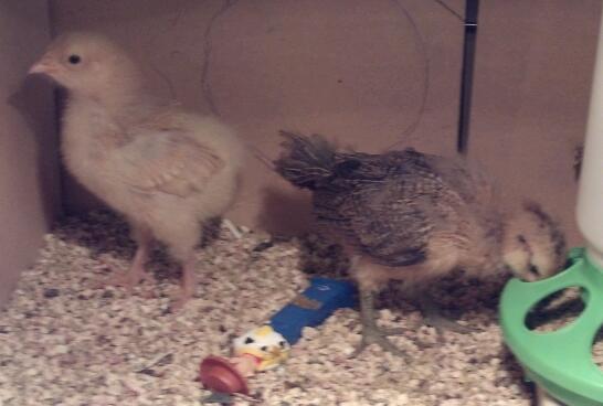 Abigail (Buff Orpington) & Libby (Ameraucana).  My youngest and oldest.
