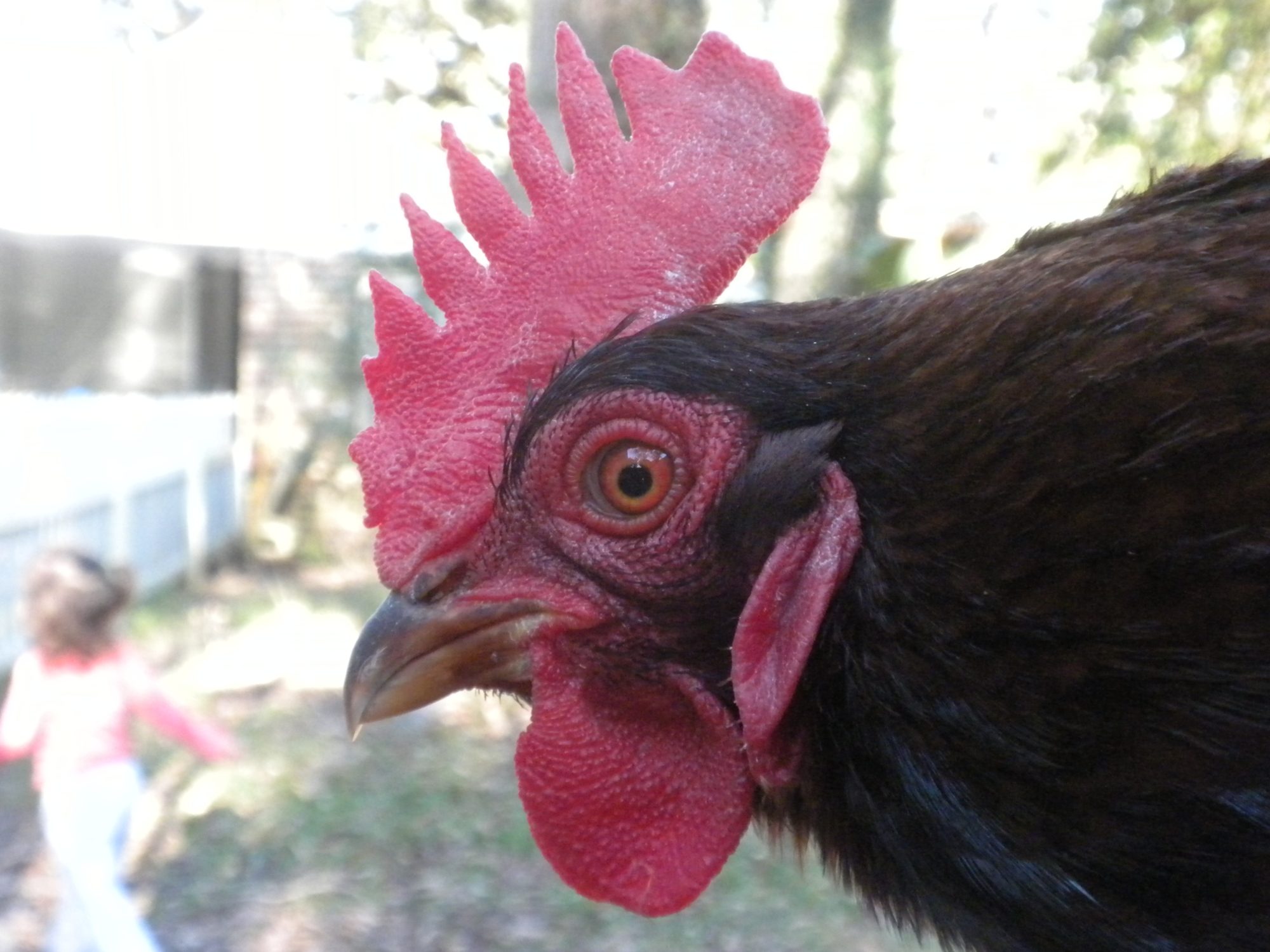 Abigail our Rhode Island Red and Top Hen of the Hen house.