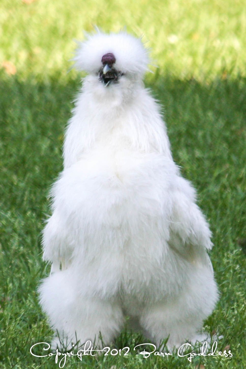 Abominable snowman or Elliot crowing???? You be the judge!