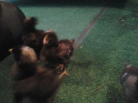 About 12 days old...Can you tell if there pullets or roos?