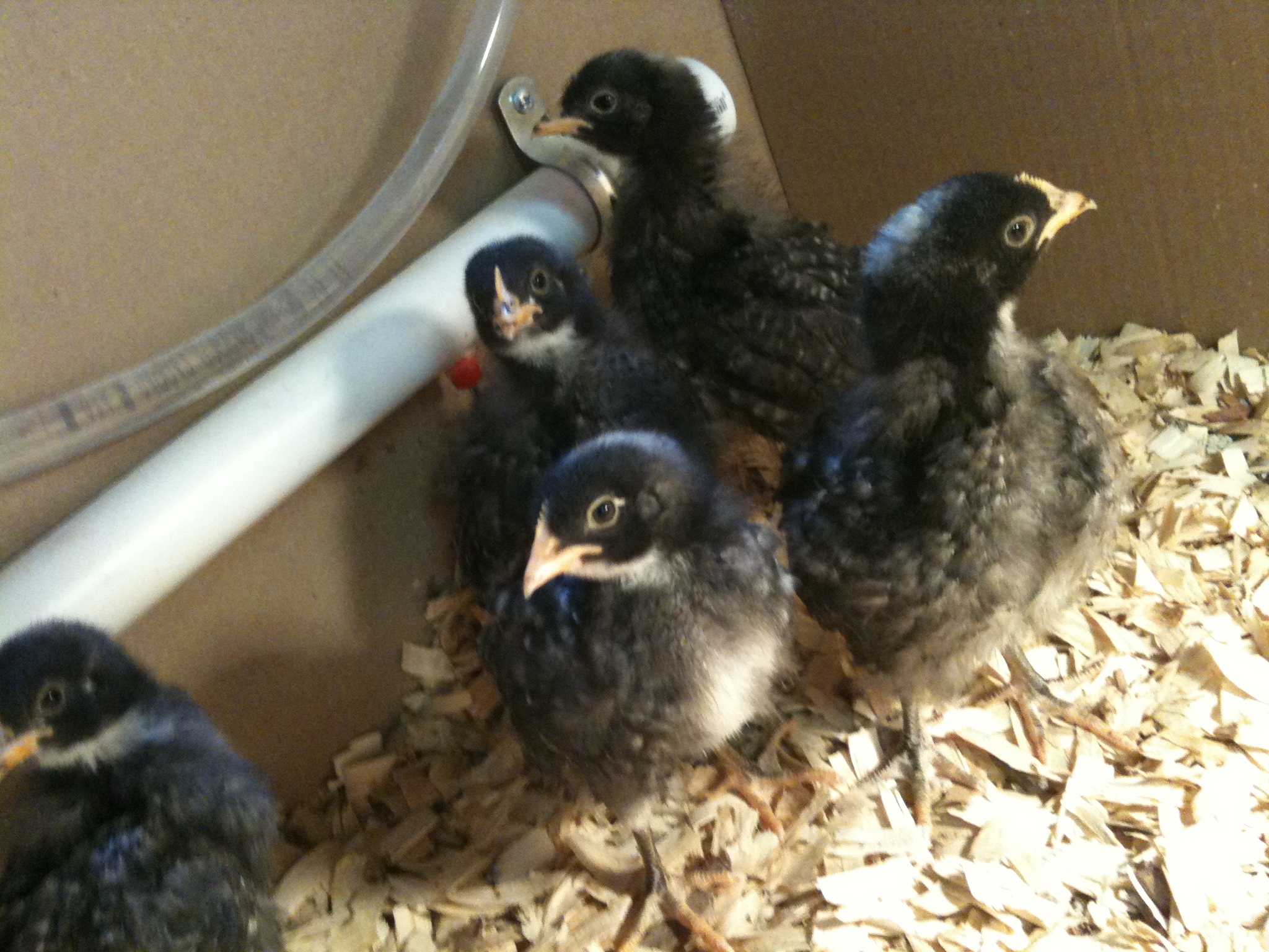 About 2 weeks old. They love their automatic waterer.