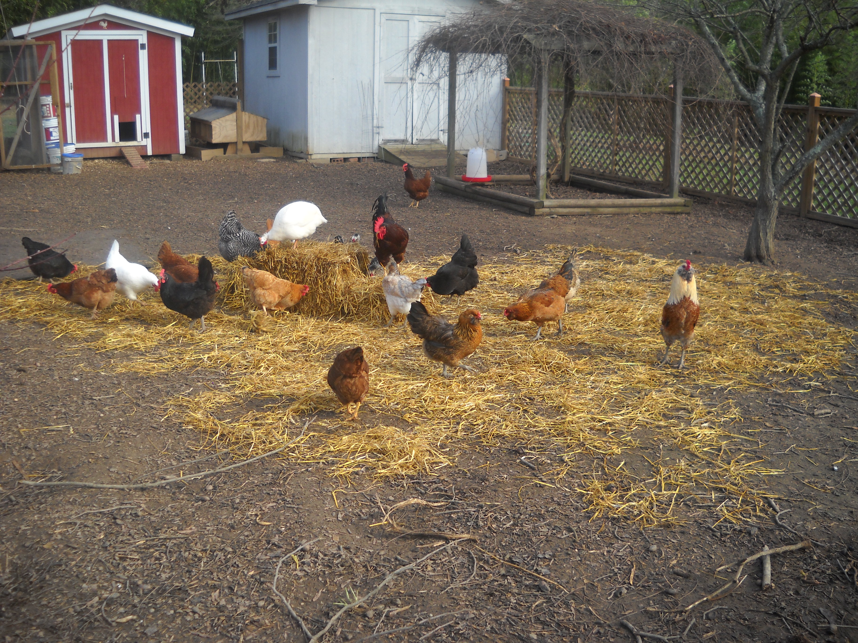 About 20 minutes later, no need to spread it for them, they love to tear it apart and eat the straw seeds and sprouted seeds.