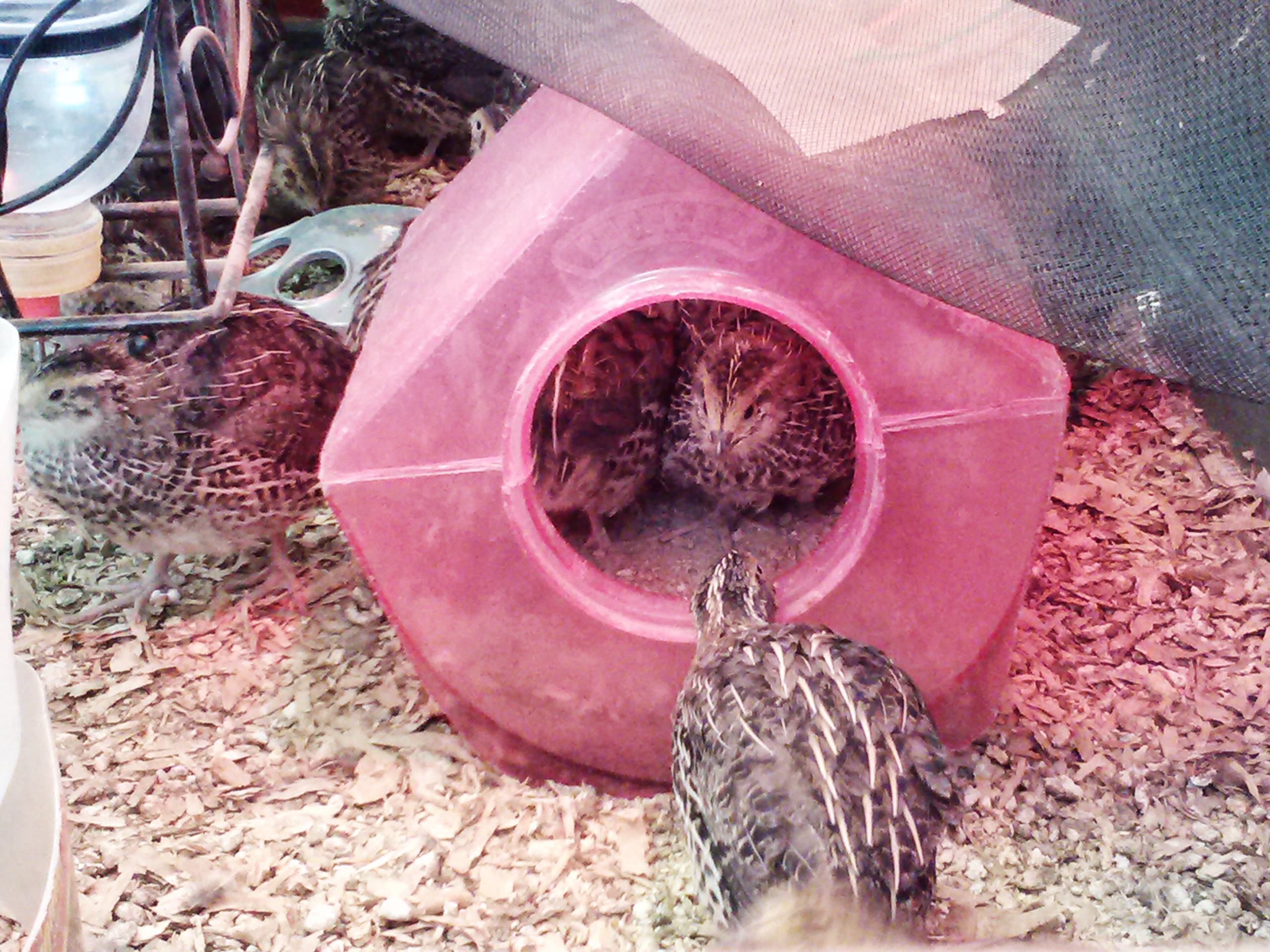 About 3 weeks old taking a dust bath in a chinchilla bath house. 4/08/14