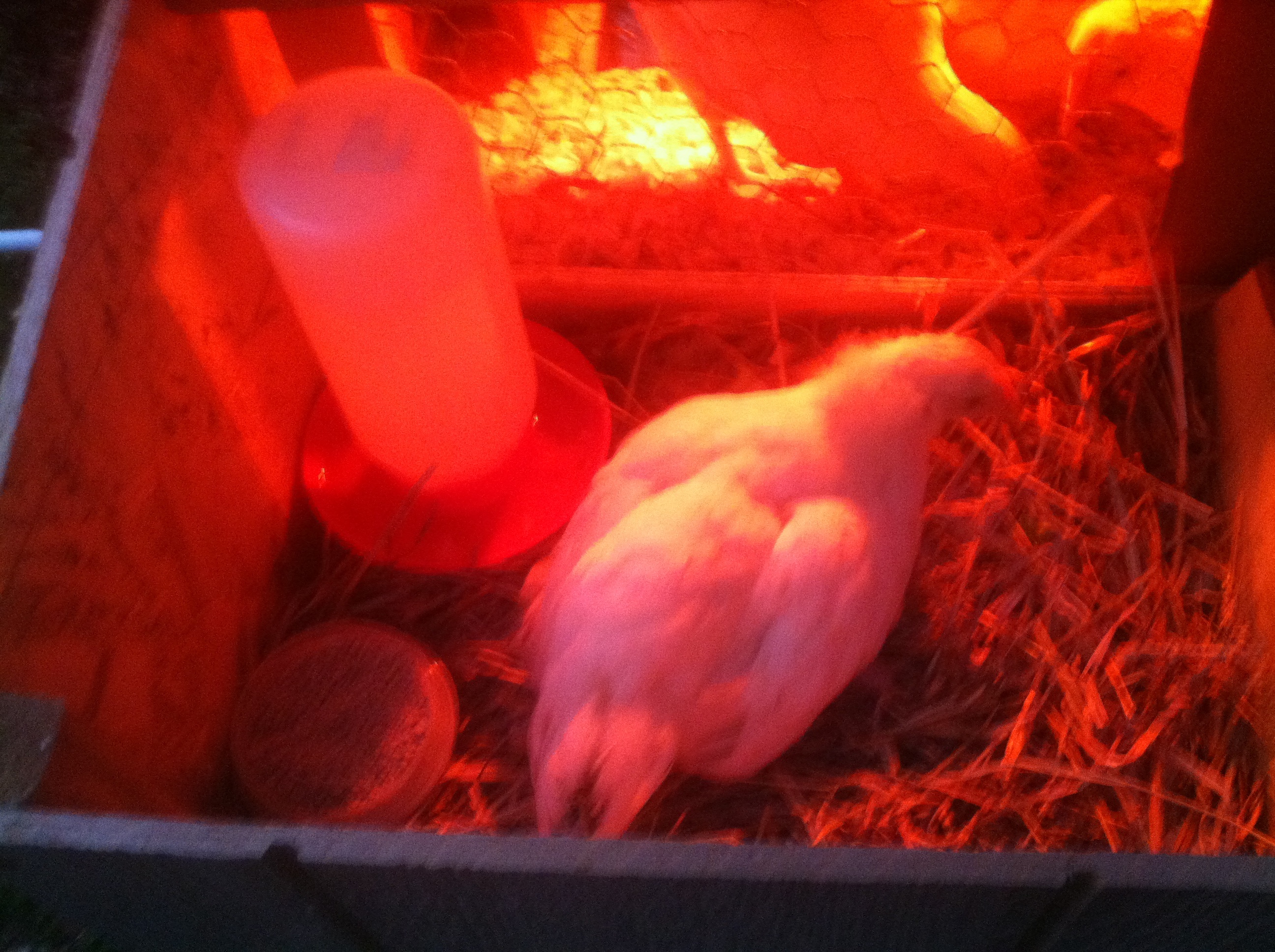 About 4 or 5 weeks old