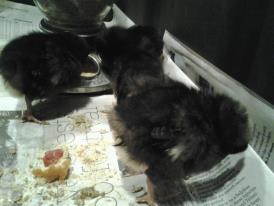About 6 days old...Can you tell if there pullets or roos?